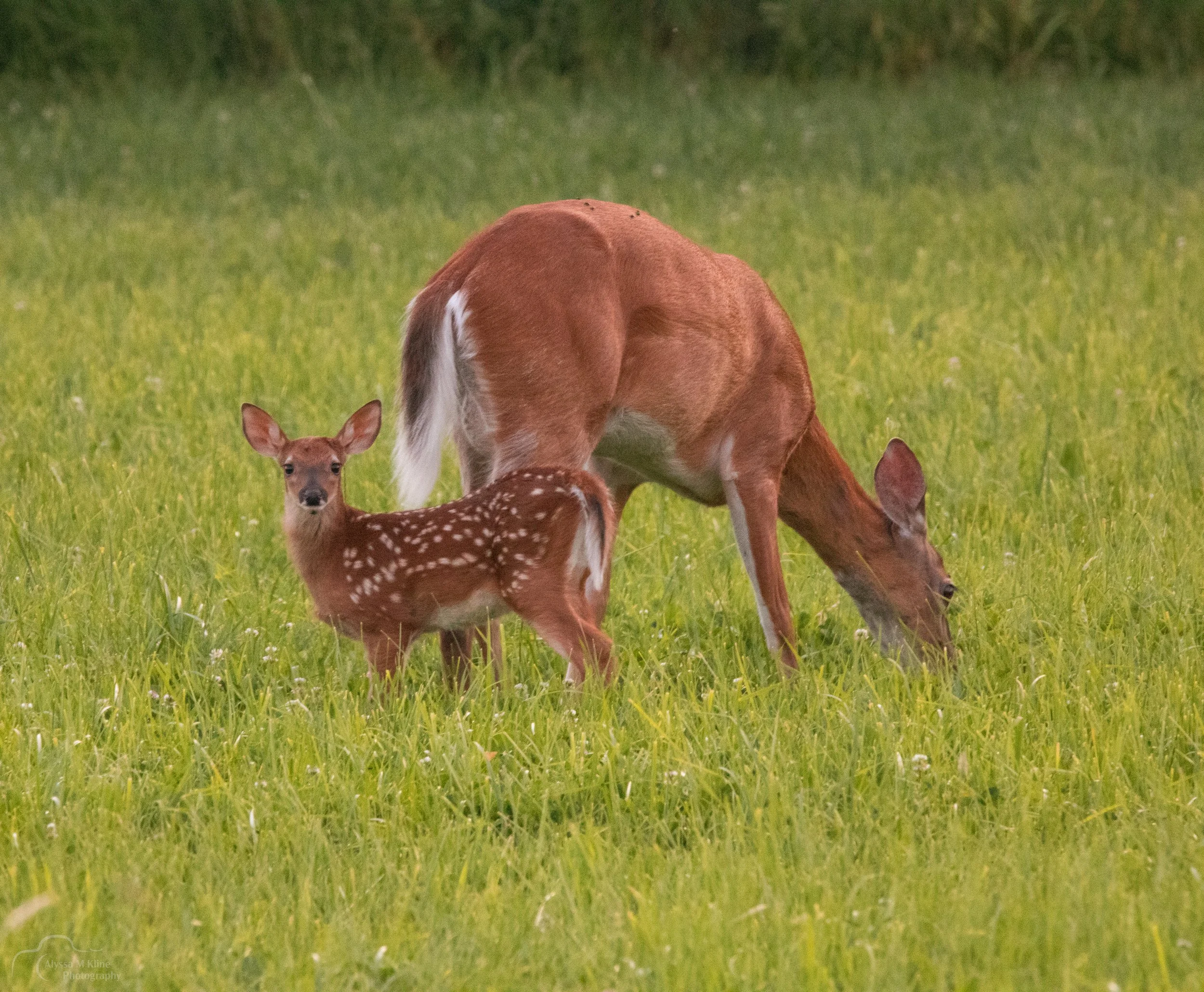 doe and fawnfrom2020 1.JPG