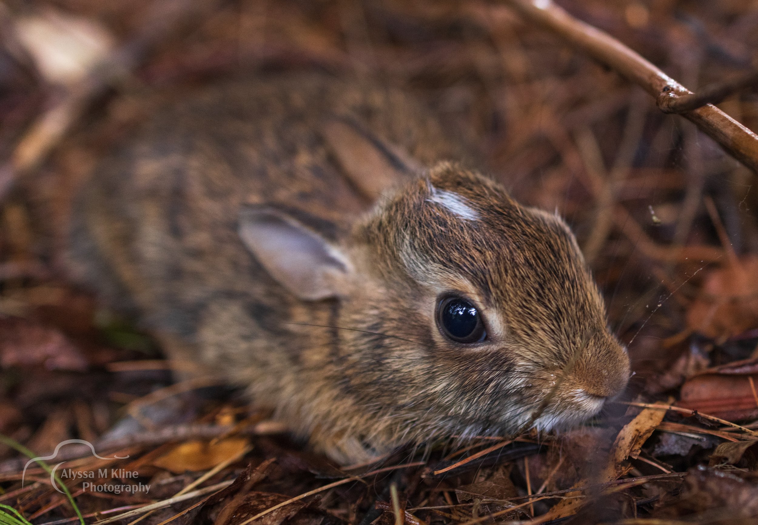 baby bunny wm.JPG