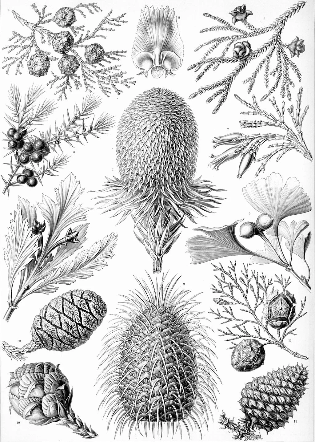 Coniferae from Kunstformen der Natur (Art Forms in Nature) by German biologist Ernst Haeckel .
