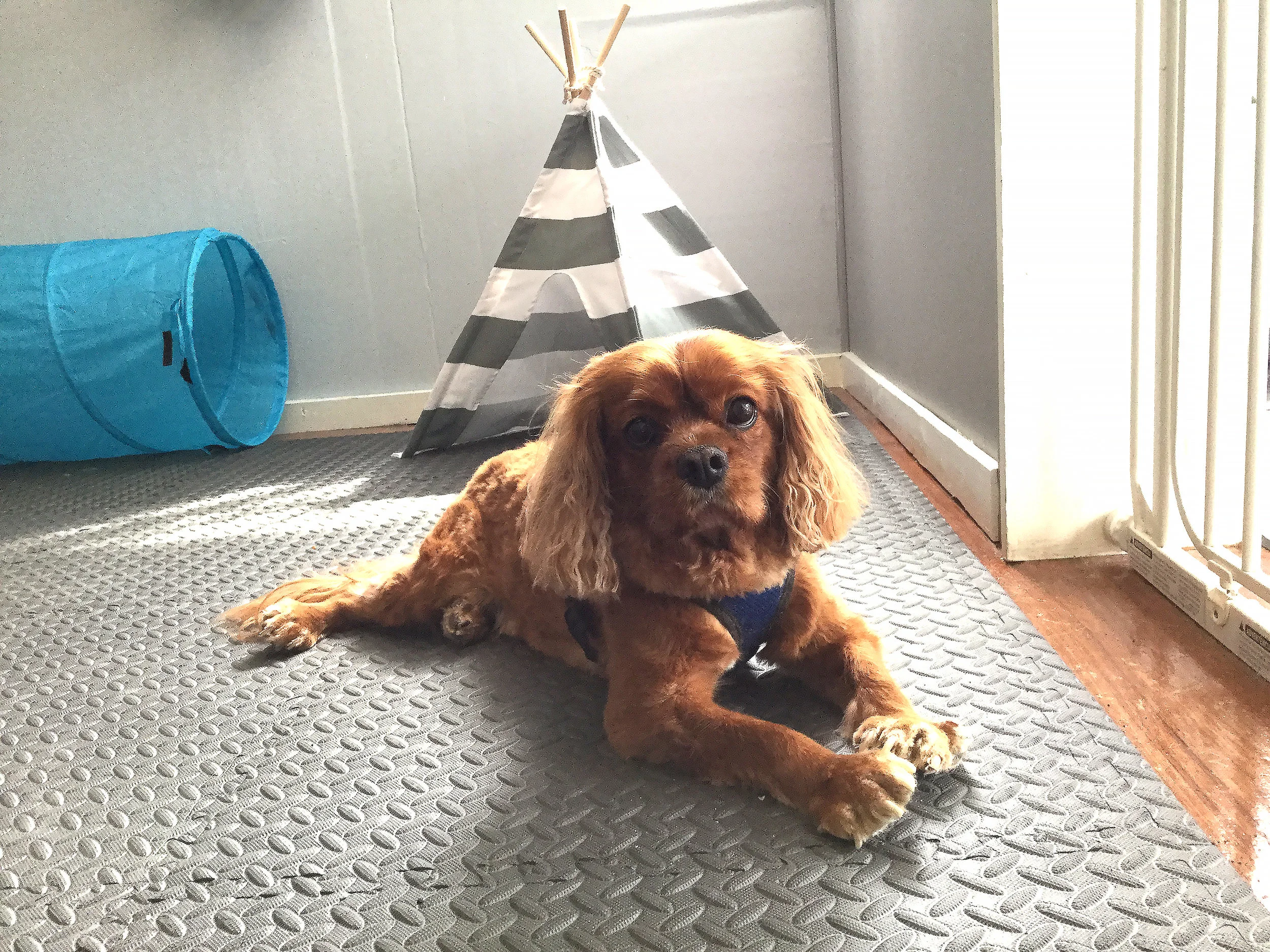 paw grooming for dogs