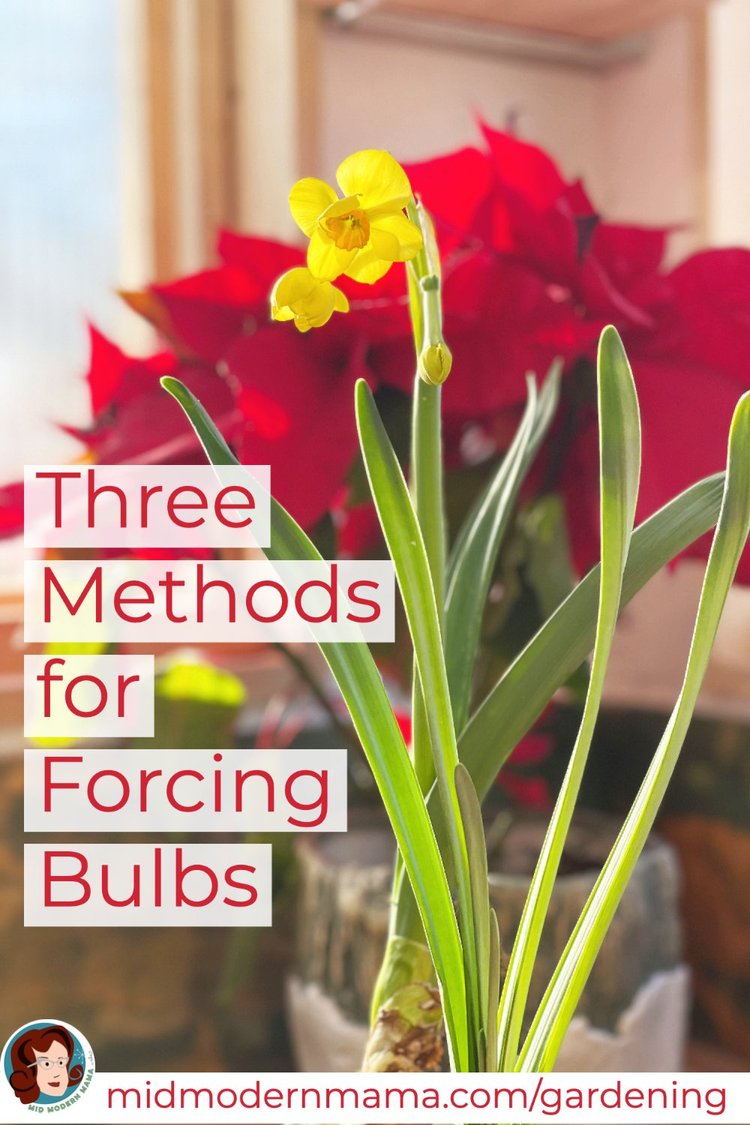 Forcing Bulbs Indoors — Mid Modern Mama