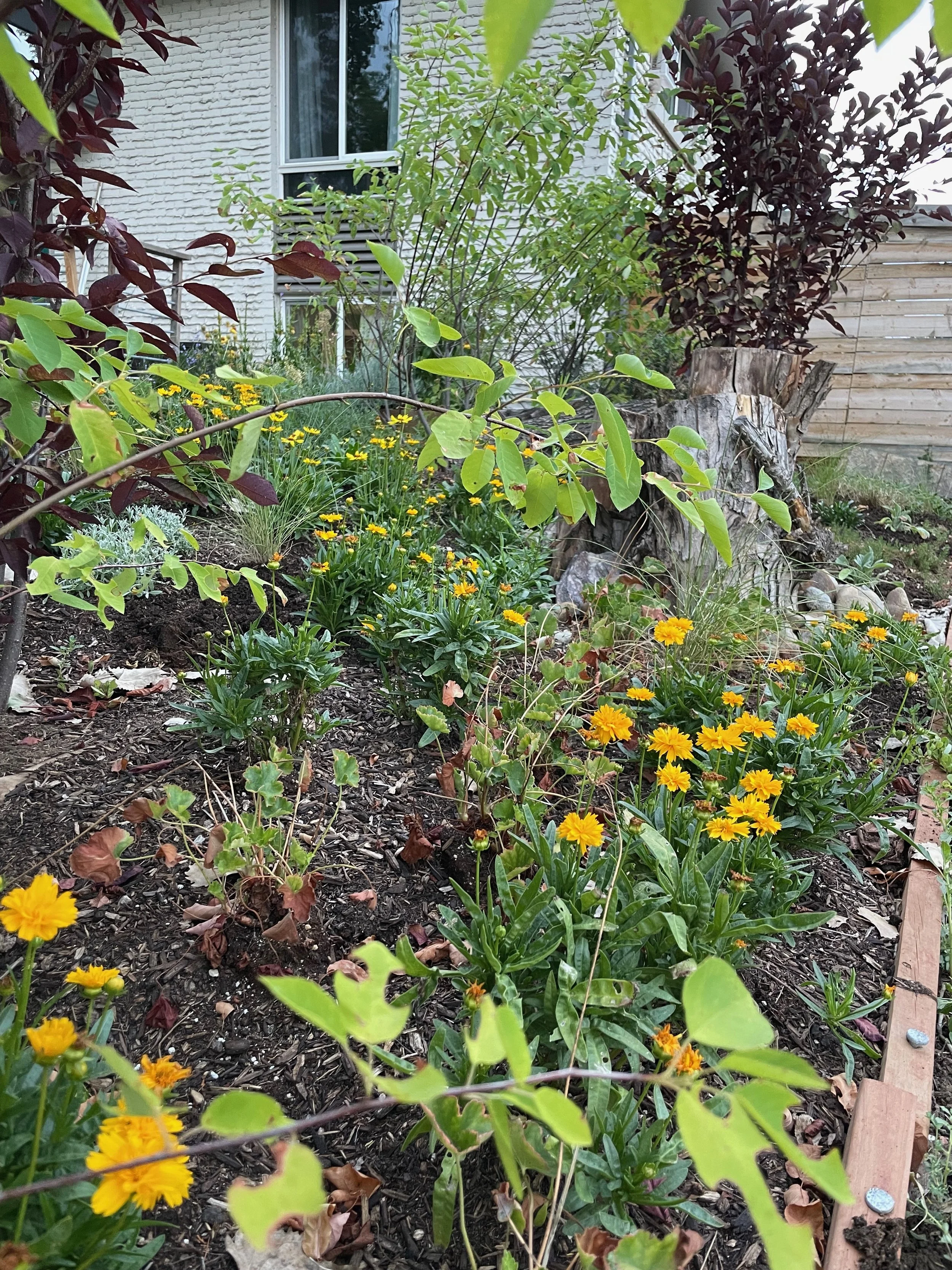 Wildlife Gardening: How to Create a Thriving Habitat for Birds, Bees ...