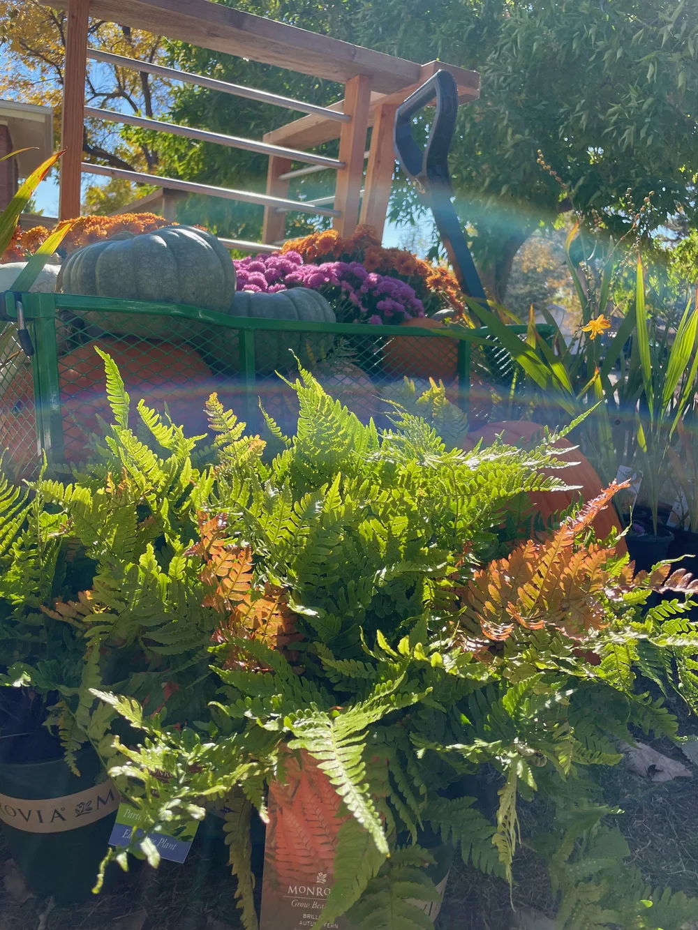 How to Make Leaf Mold — Mid Modern Mama