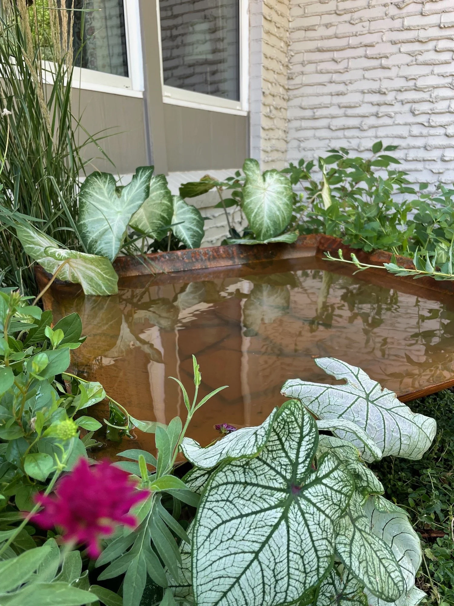 This little pond is now leaking, so I need to find a better solution.