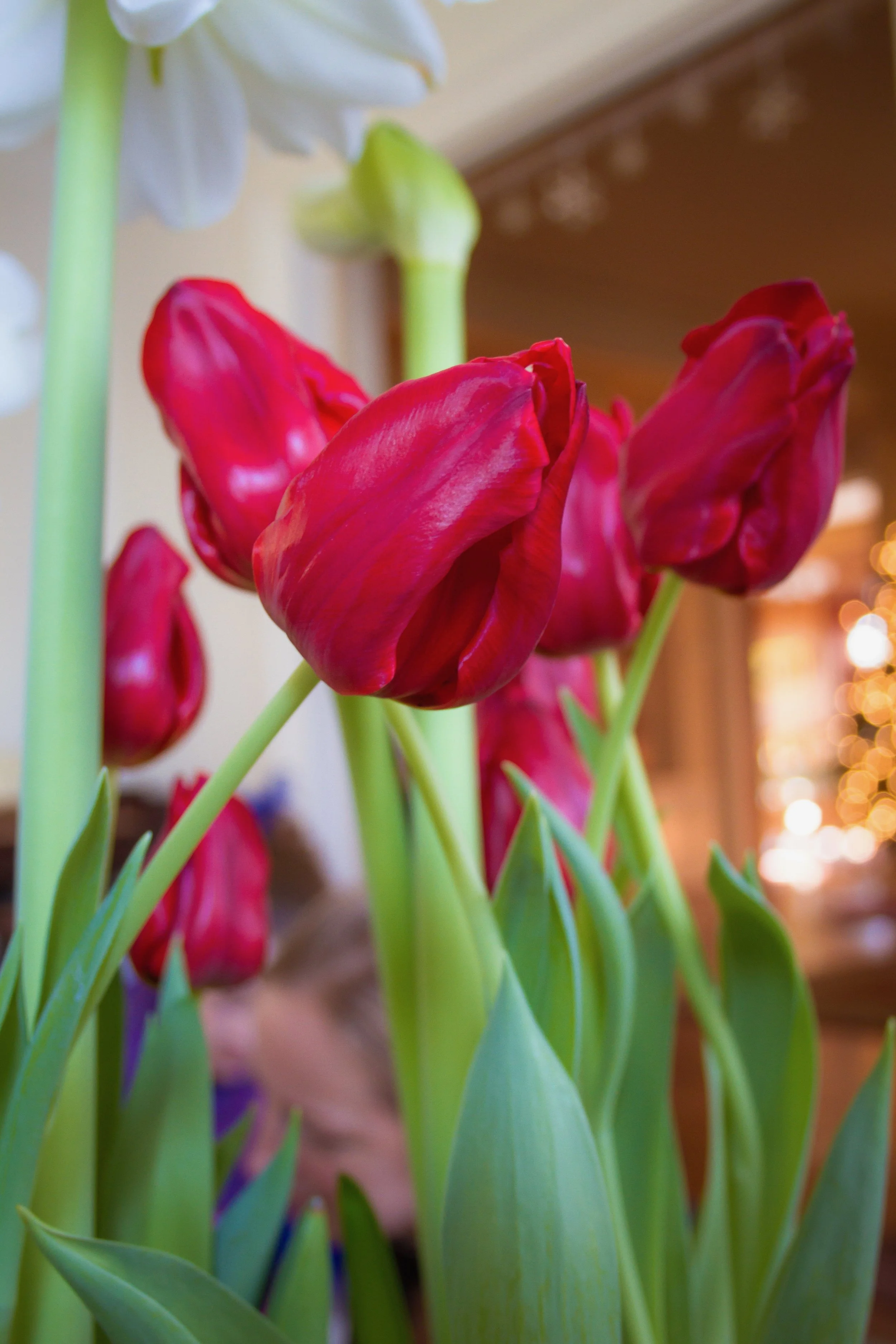 Forcing Bulbs Indoors — Mid Modern Mama