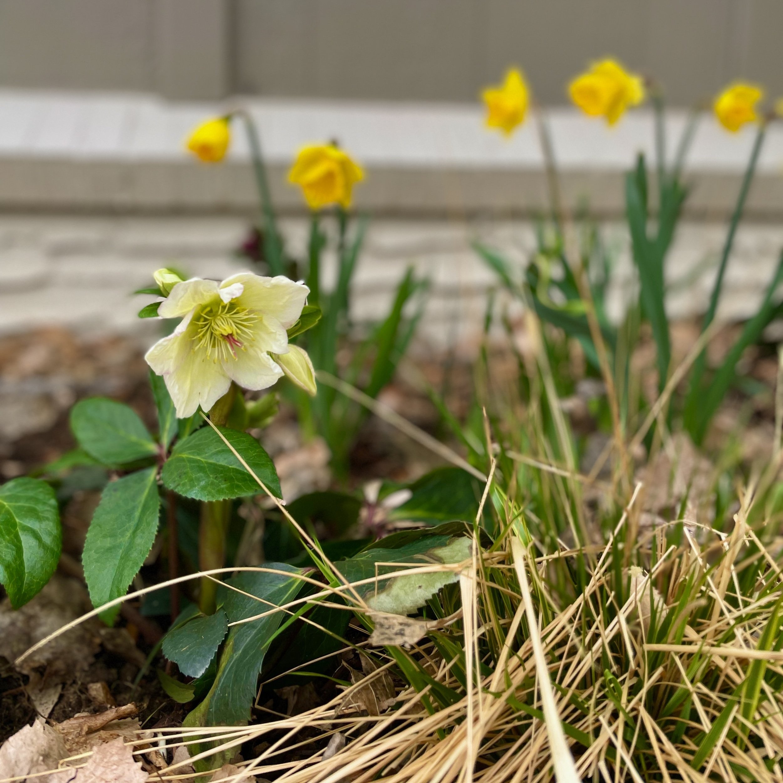 Hellebore and daffodils