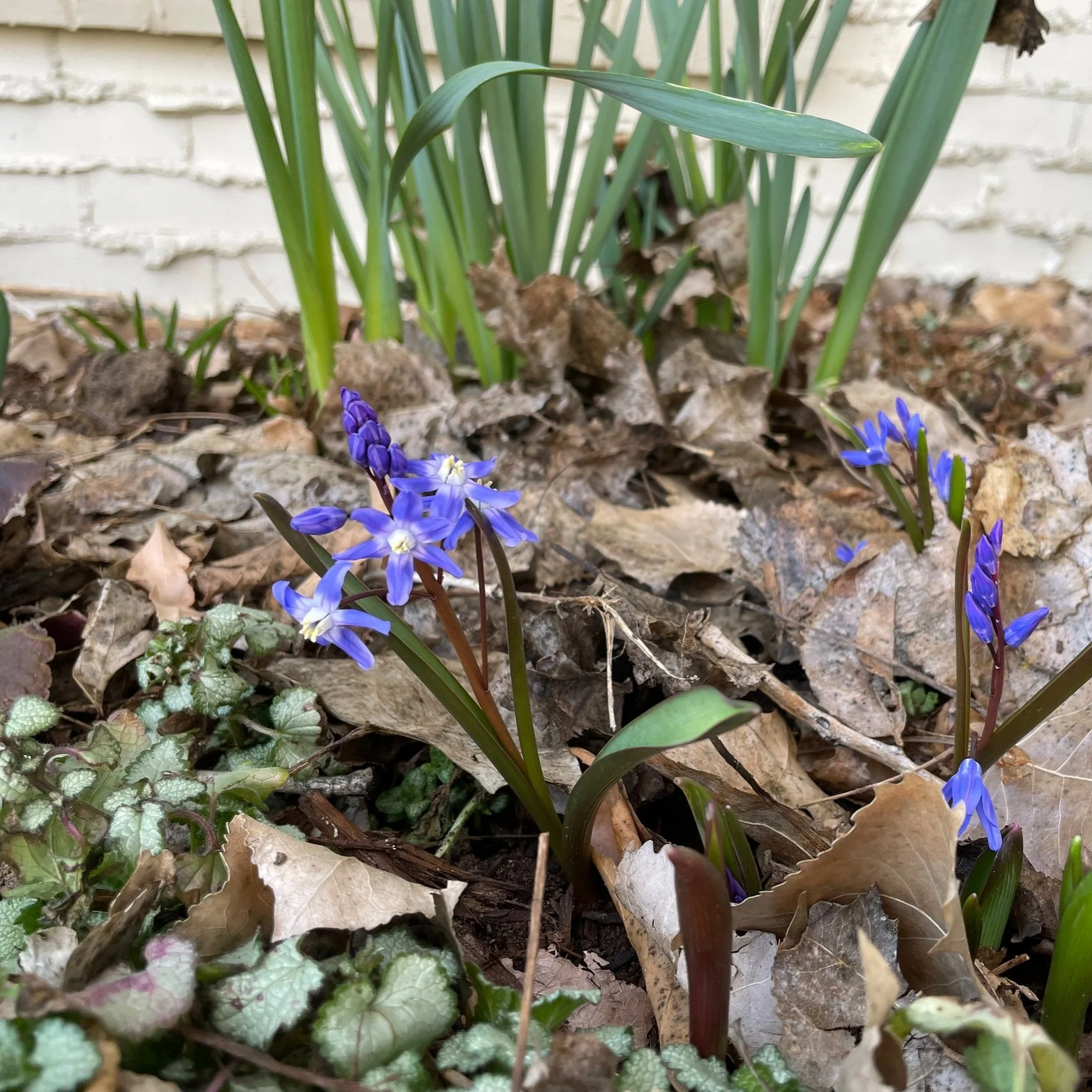 Chionodoxa sardenesis