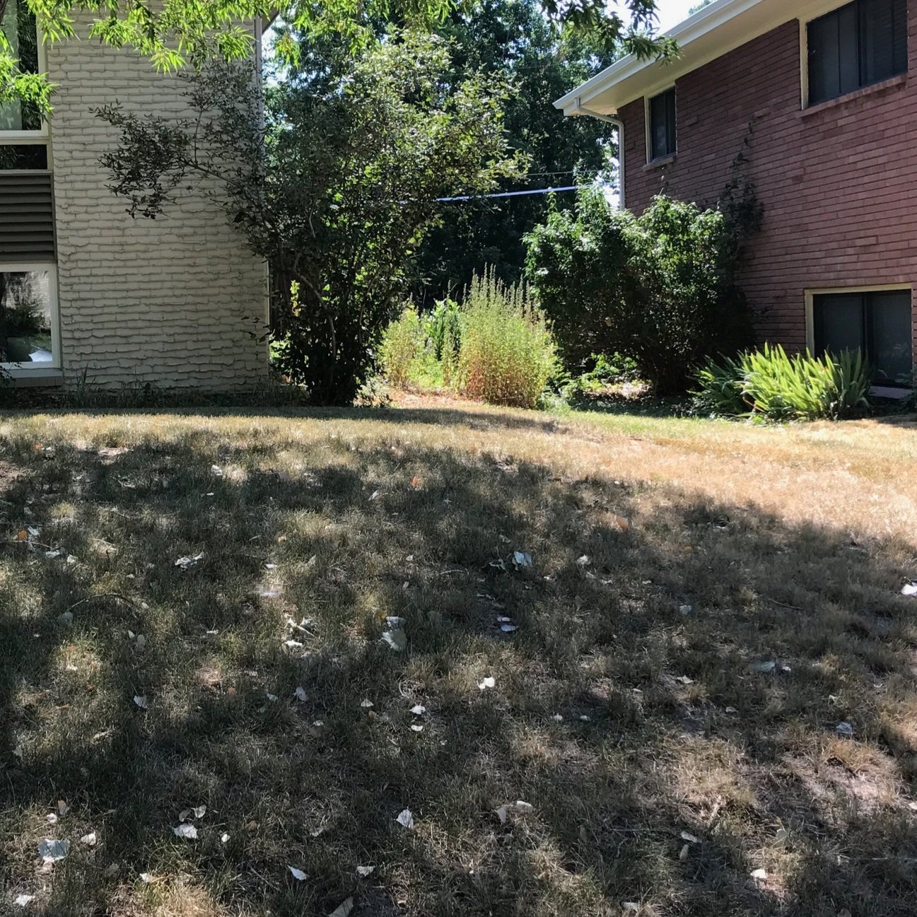 managing weeds in lawn