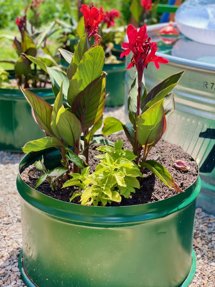 What to Grow in a Garden Barrel: Top Crop Choices