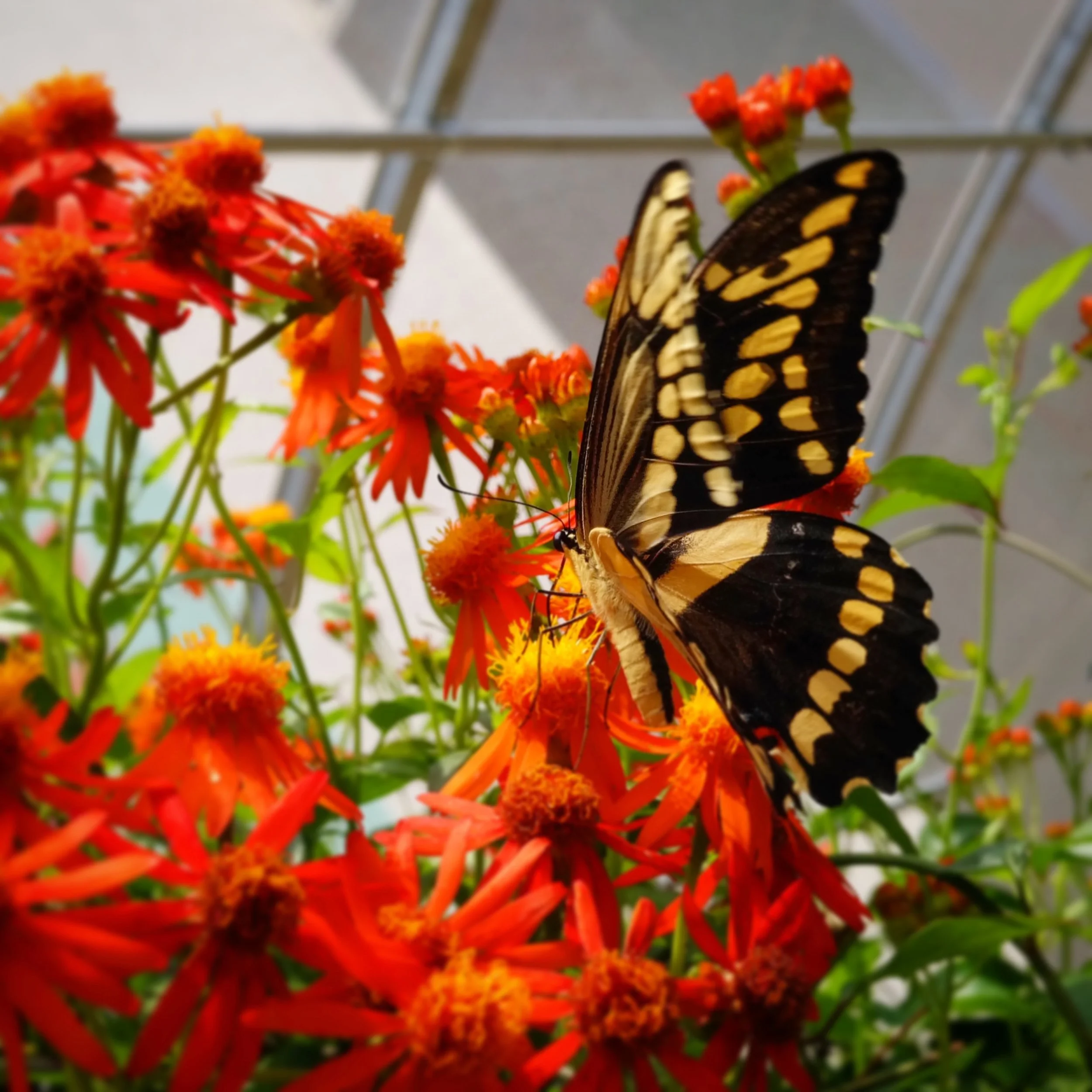 Butterflies June 2022 - 1.jpeg