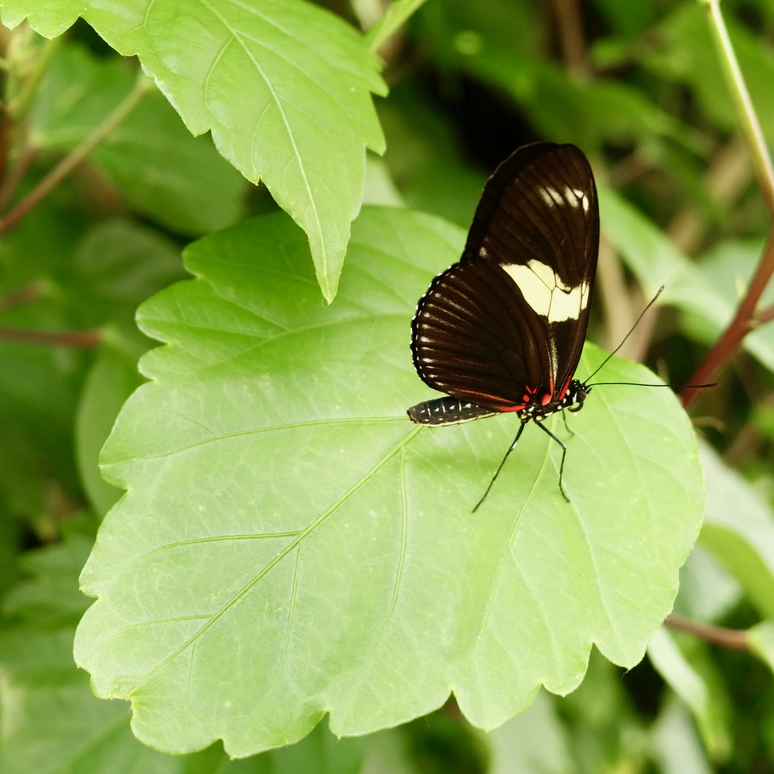 Butterflies June 2022 - 3.jpeg