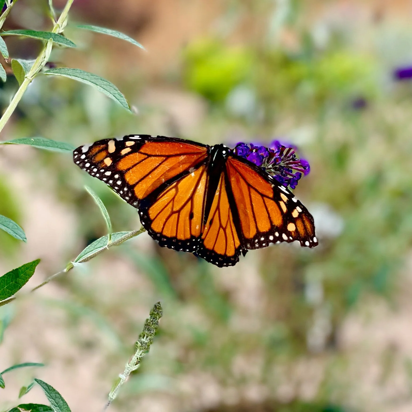 Butterflies June 2022 - 10.jpeg