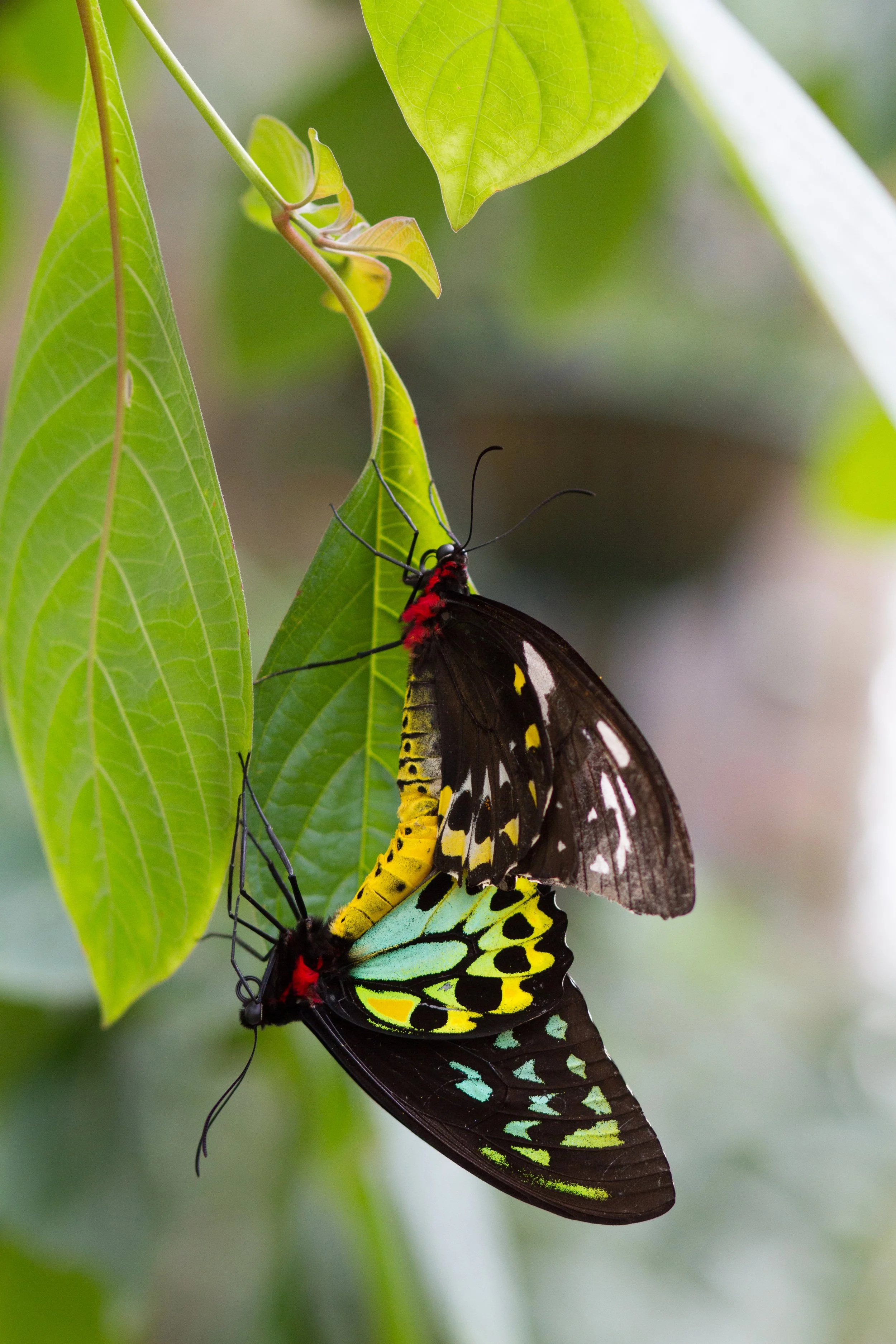 Butterflies June 2022 - 7.jpeg