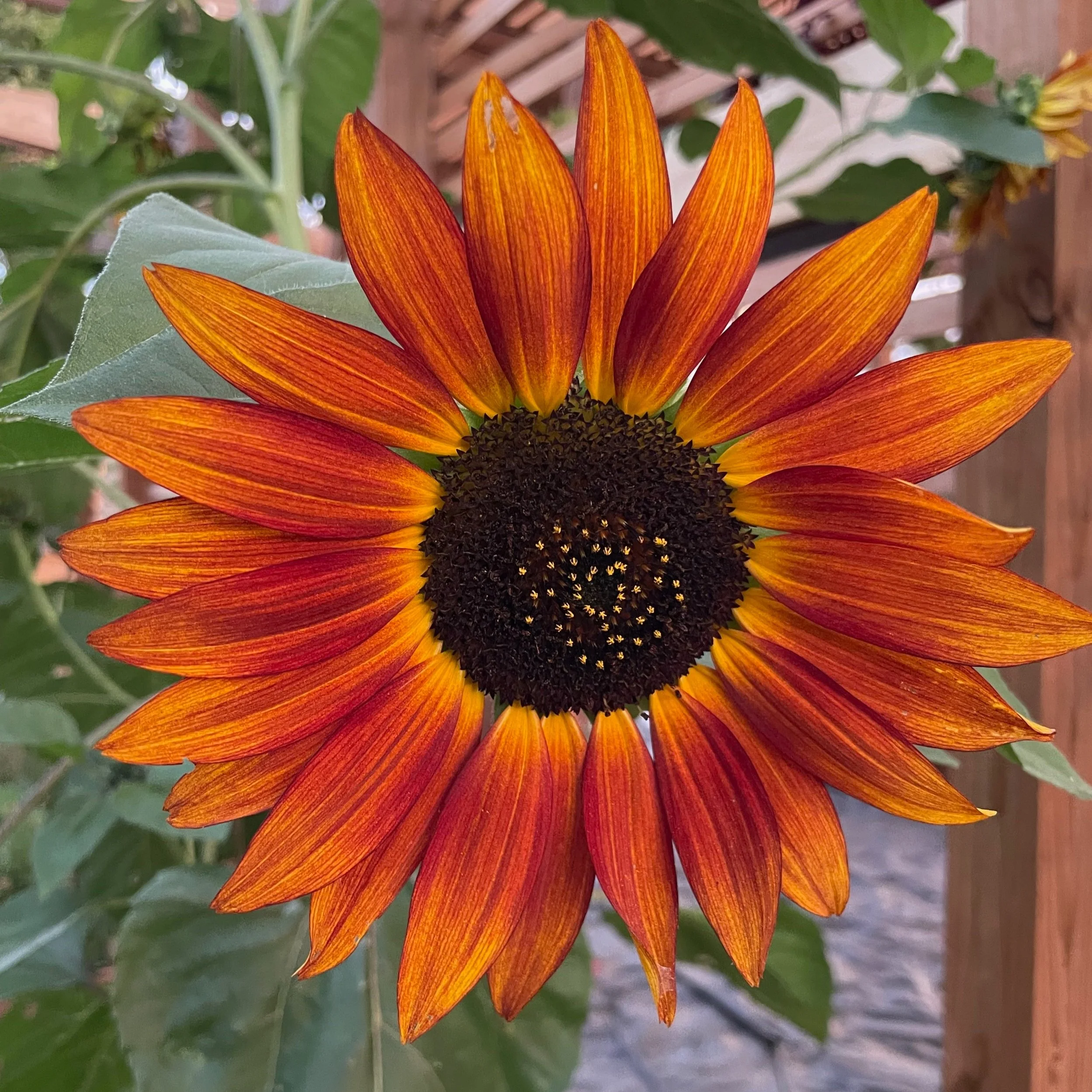 Sunflower 
