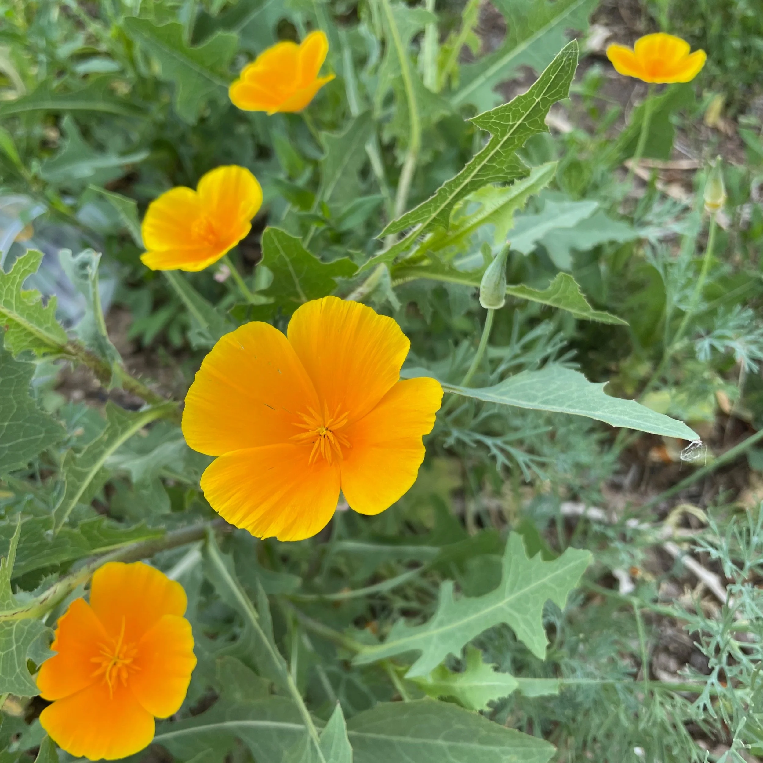 California Poppy