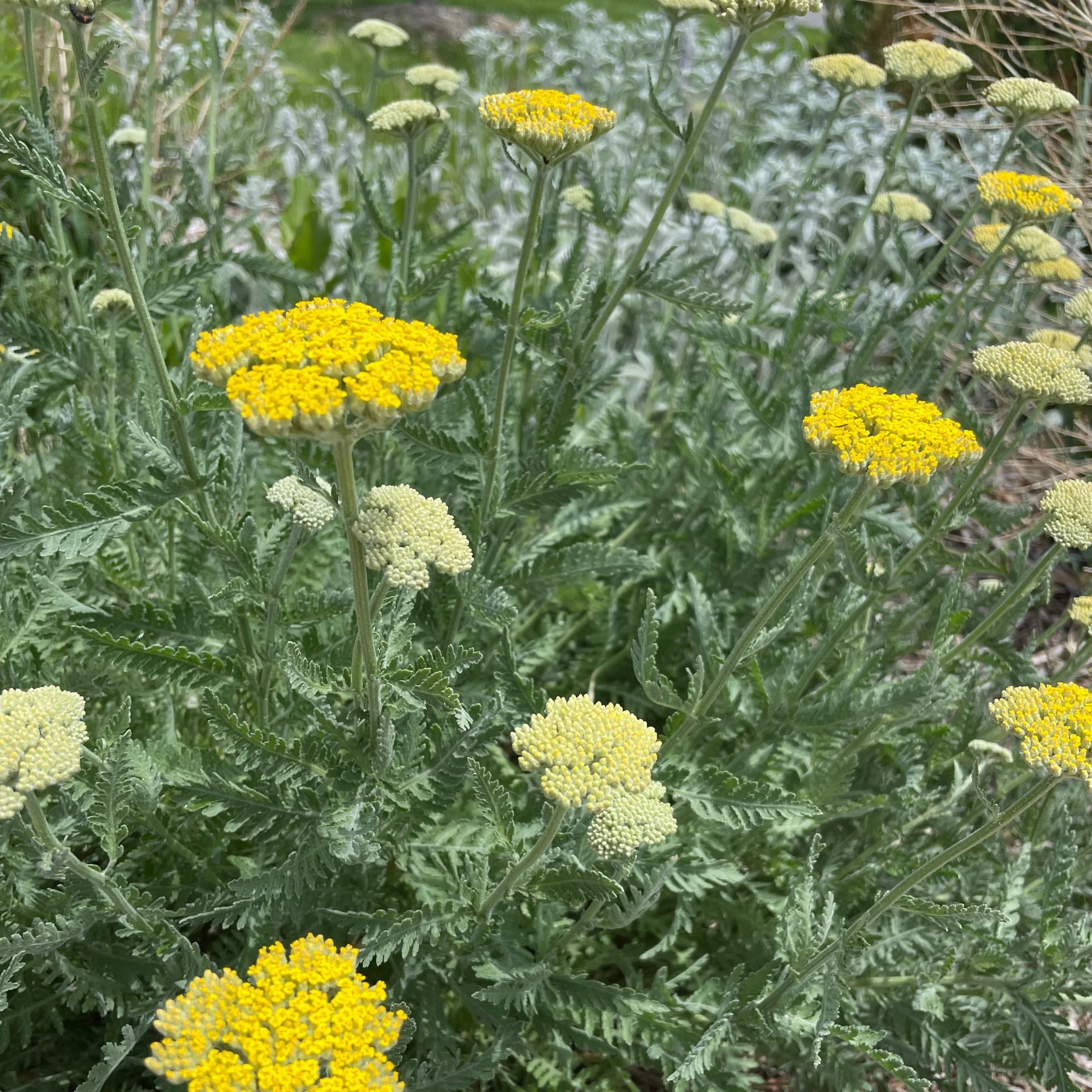 Achillea