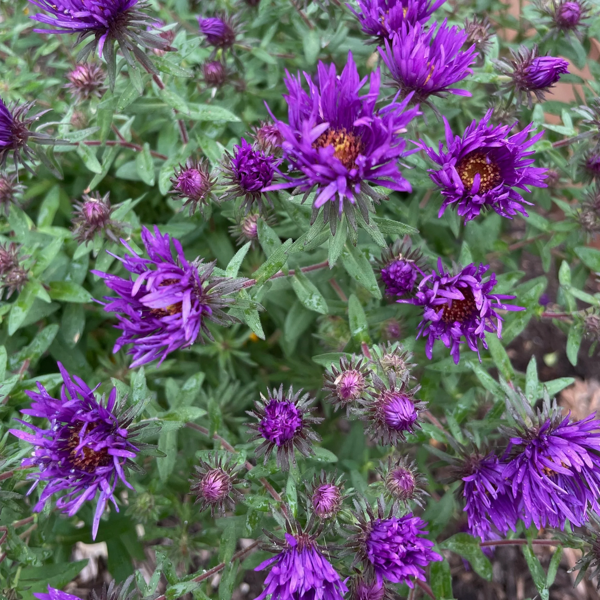 Aster