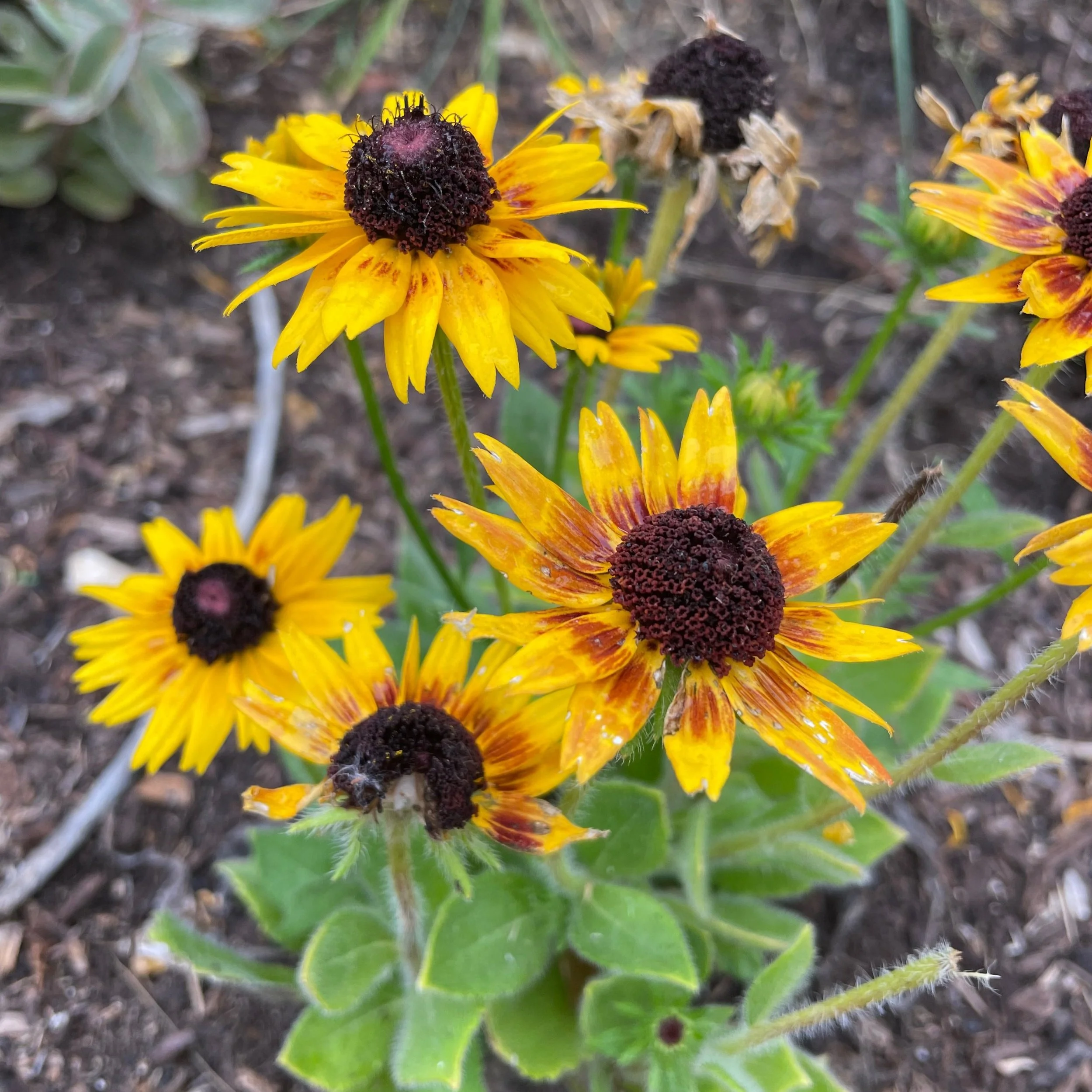 Rudbeckia