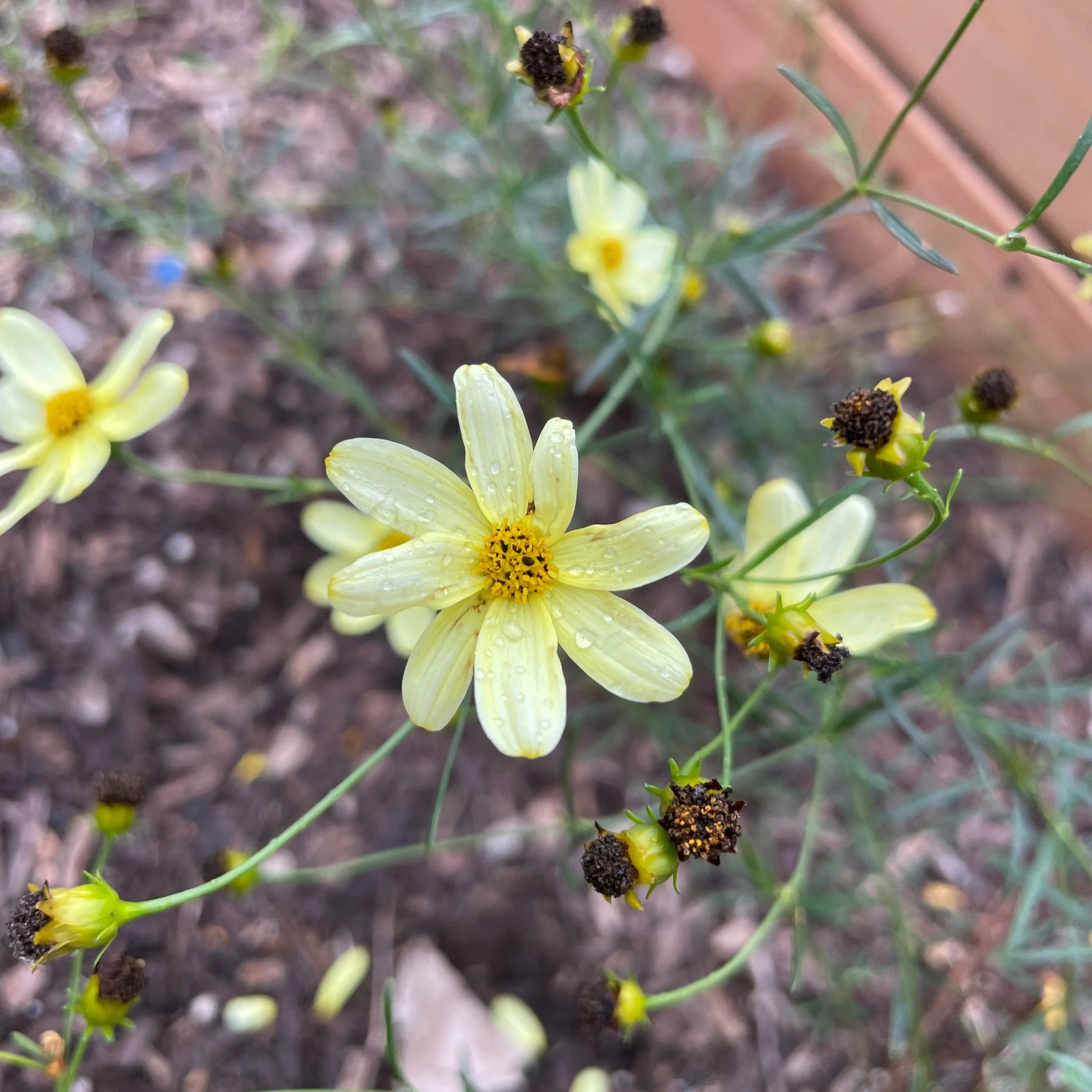 Coreopsis