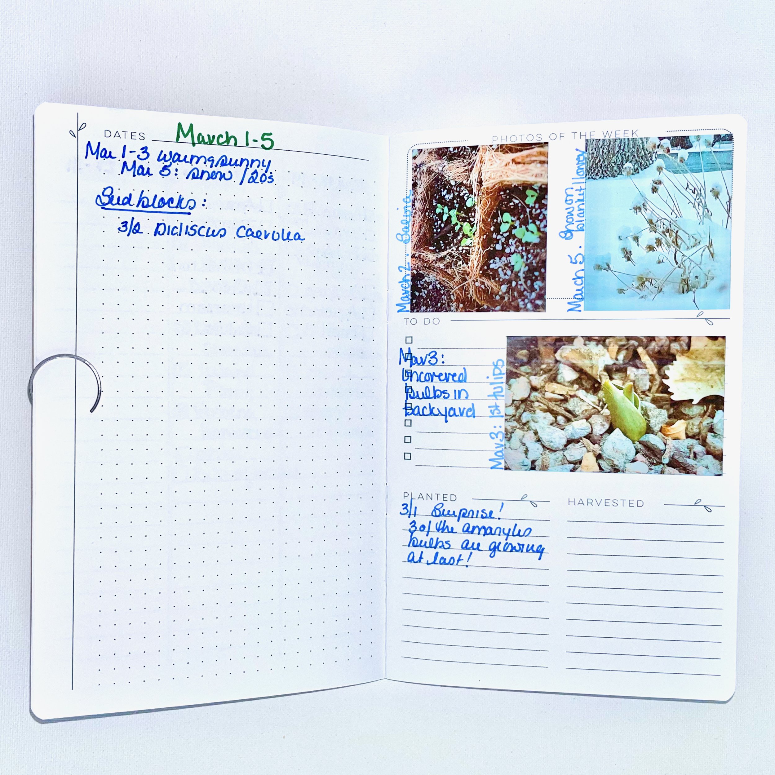 Vegetable Seed Notes How to Know When to Start Seeds: Inside or Outside, and Following Seed ...