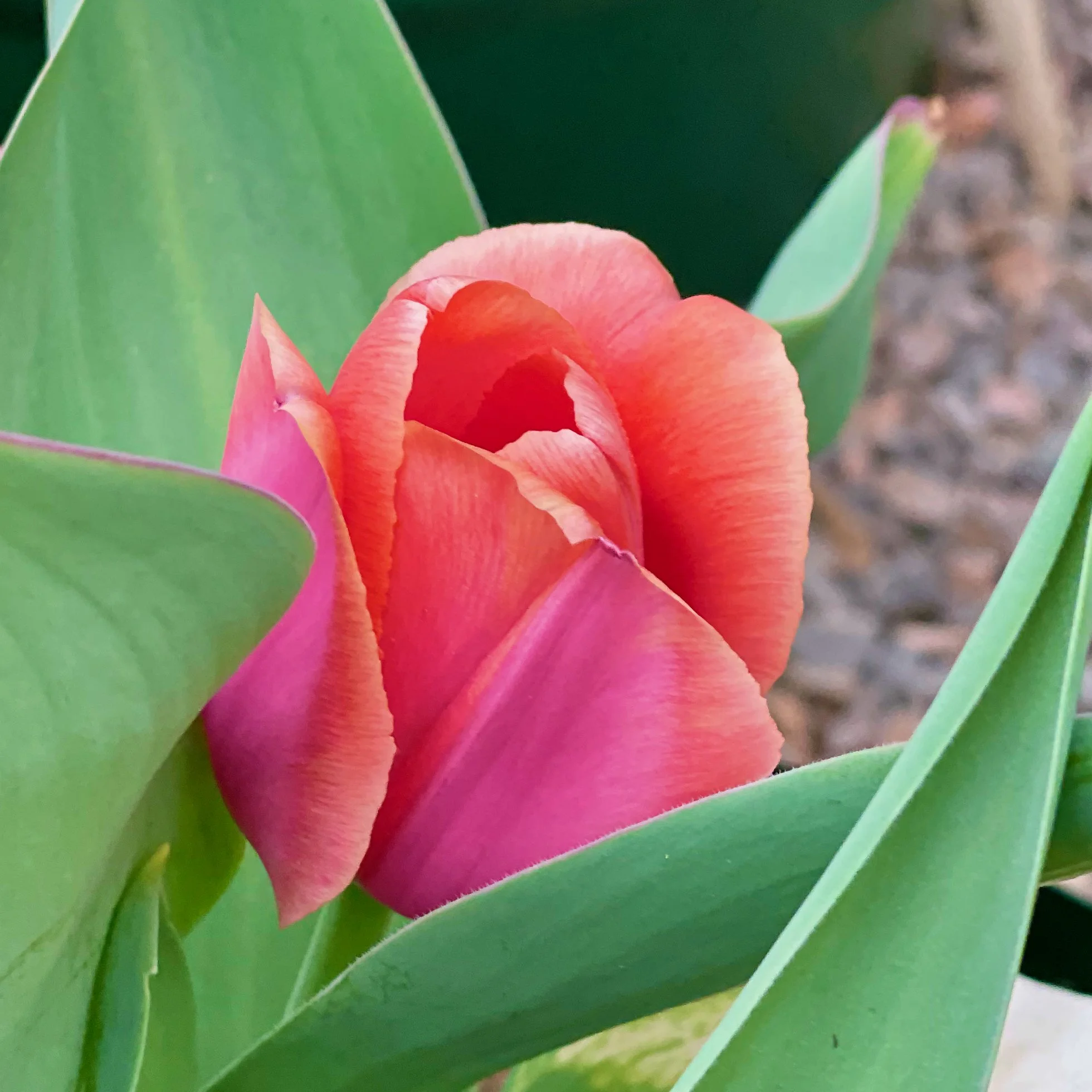 Early April Gardening Tips