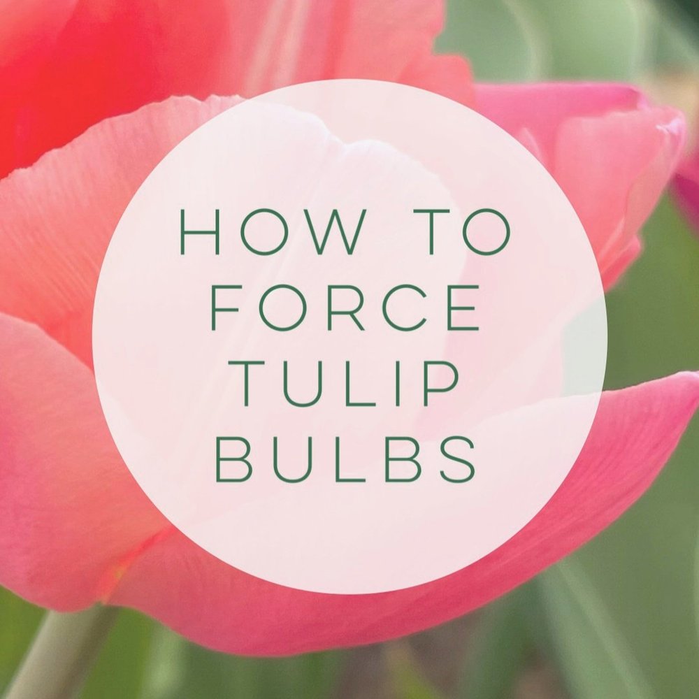 how+to+force+bulbs+-+4.jpg