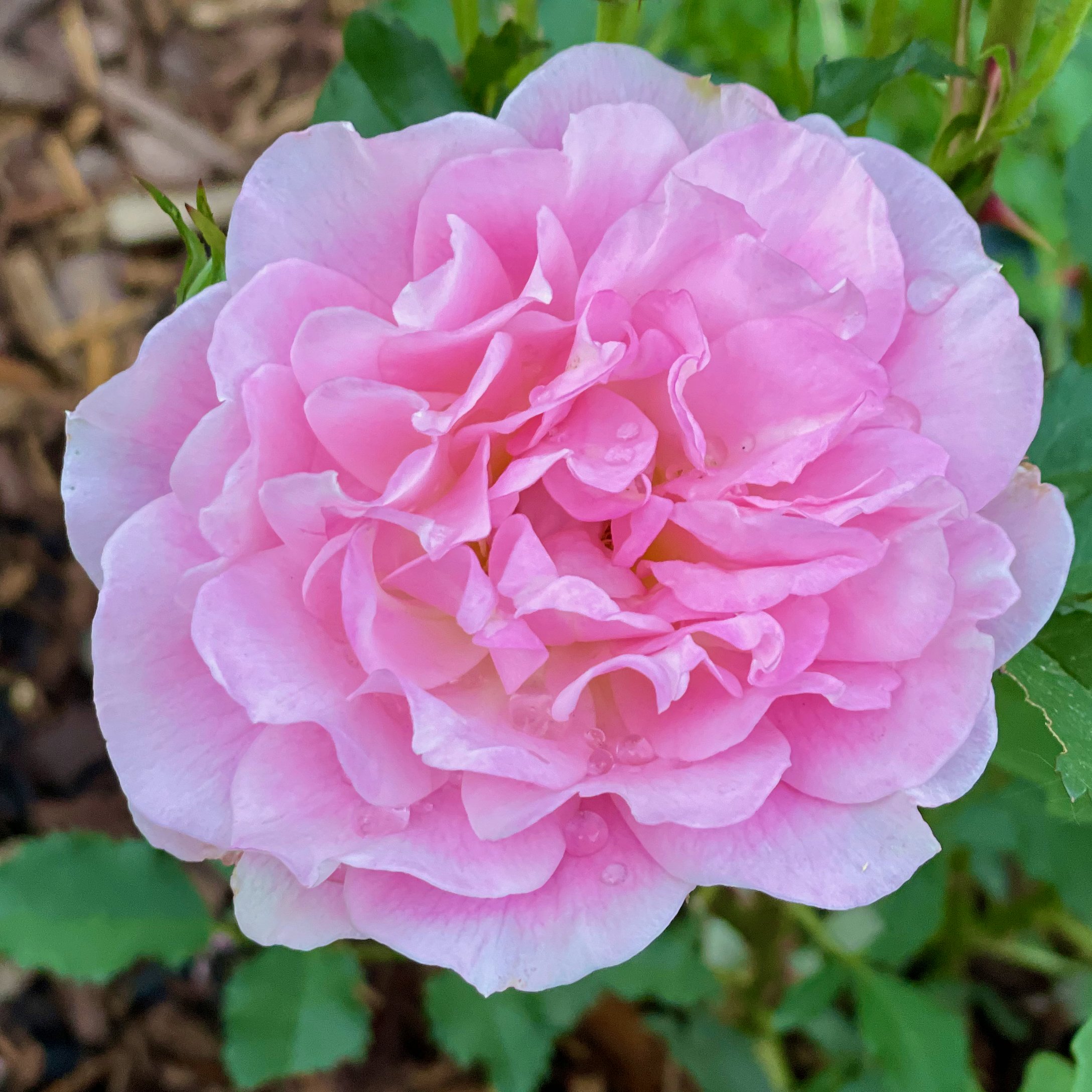 Unidentified Pink Rose