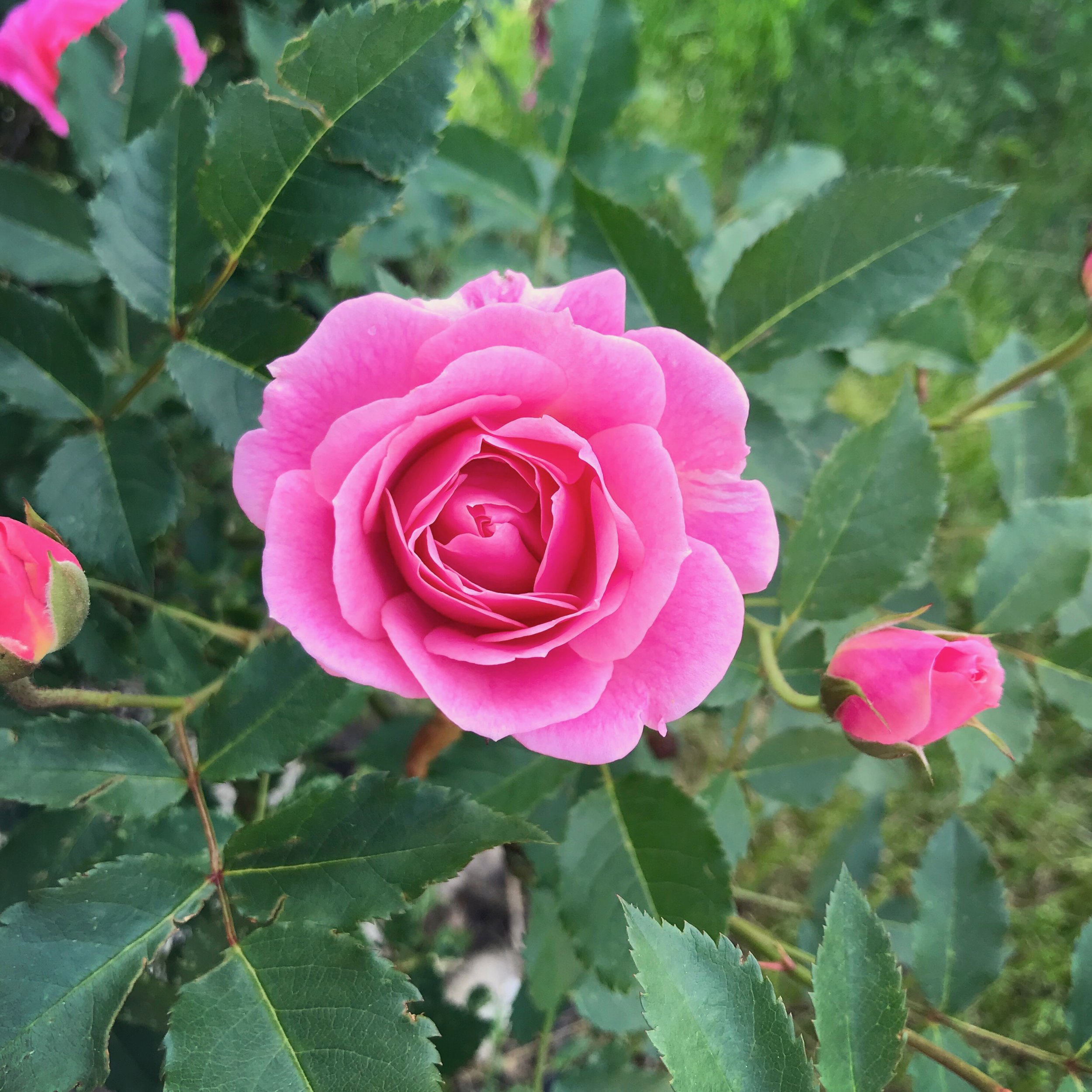 Unidentified Pink Rose