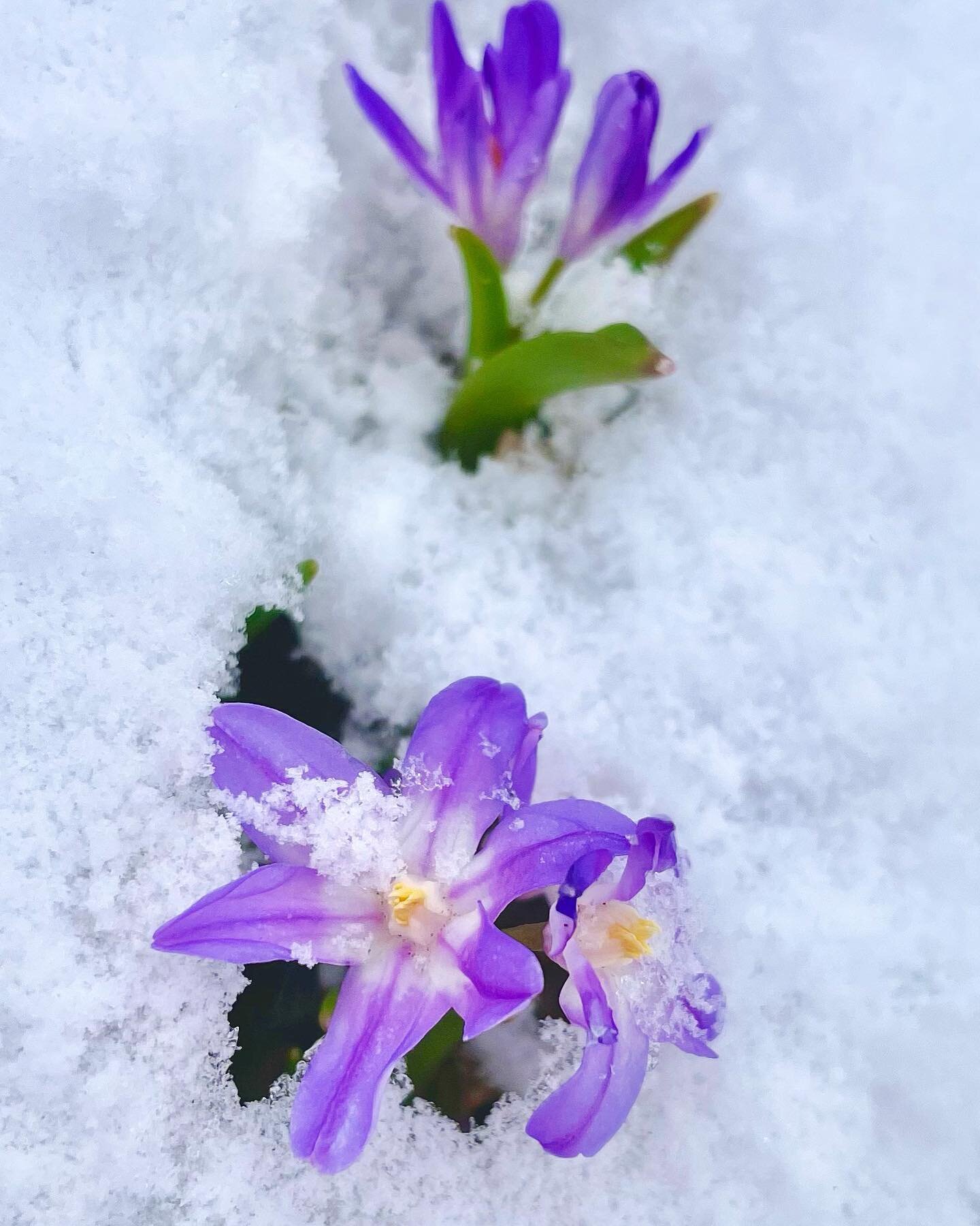 Chionodoxa forbesii &mdash; Glory of the Snow &mdash; lives up to its name! These teeny little flowers started blooming over the weekend, and today they are poking out of the snow. A welcome reminder that spring is actually coming despite the flurrie