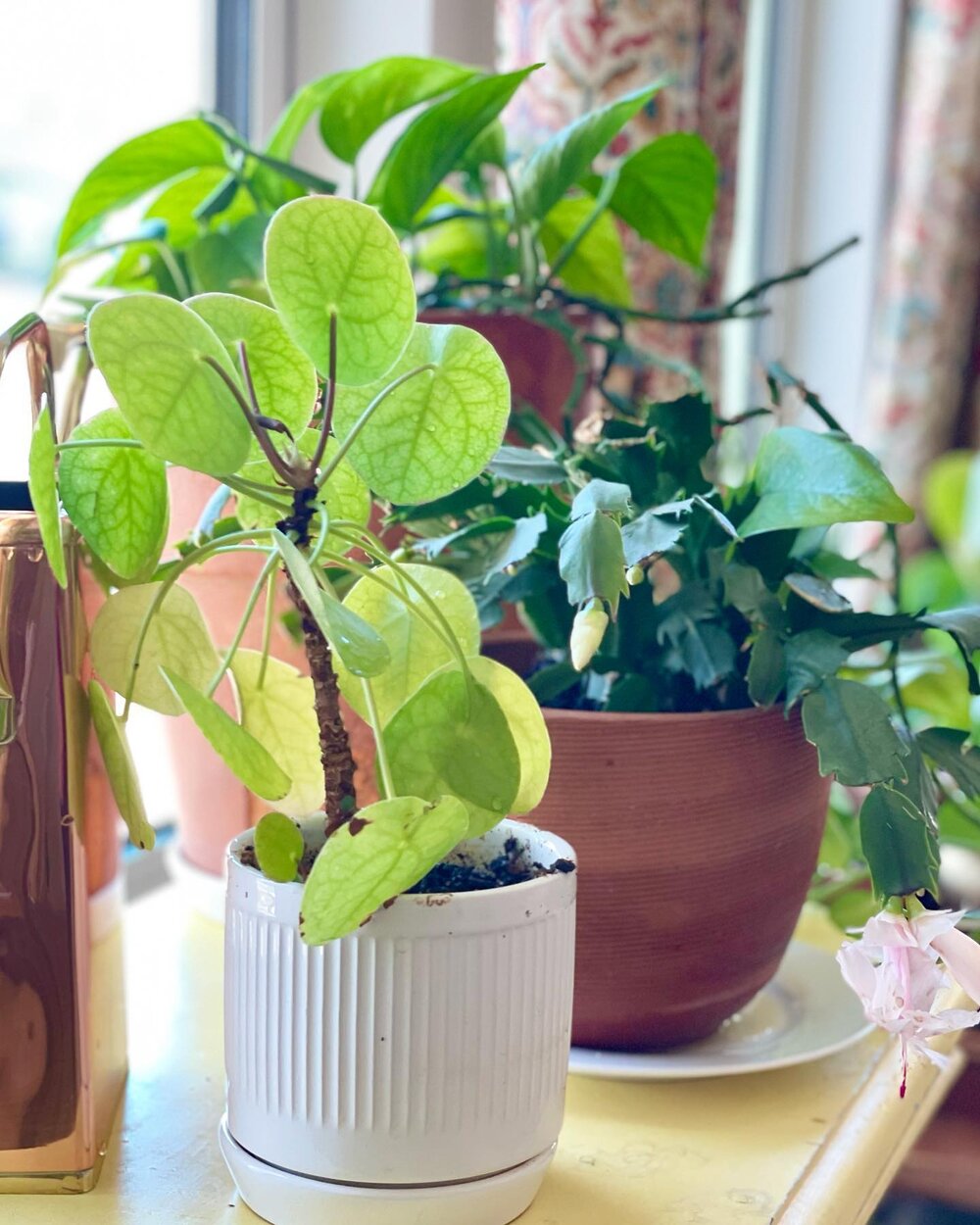 There are two key things that I do to keep my plants healthy: bottom watering and regular feeding. Scroll back one reel to see who at I do (it&rsquo;s super easy), and what I use, too! 

How are your houseplants doing?