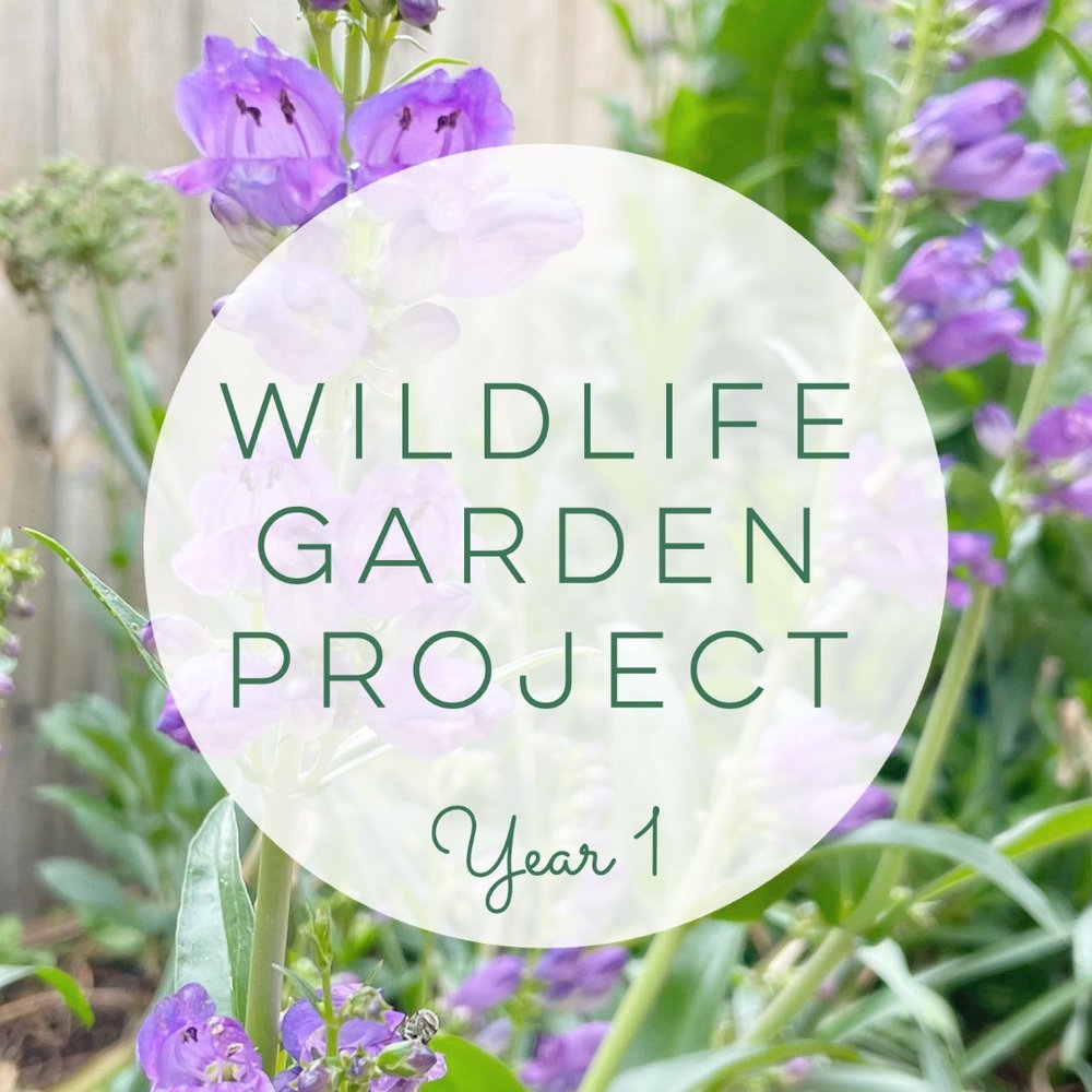 wildlife+garden+project-1.jpg
