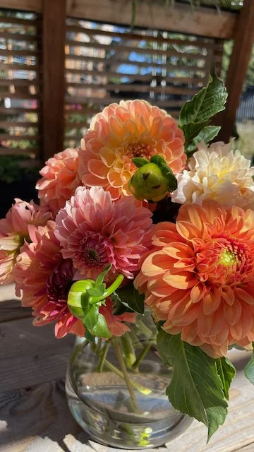 Dahlias 2024 - 6.jpeg
