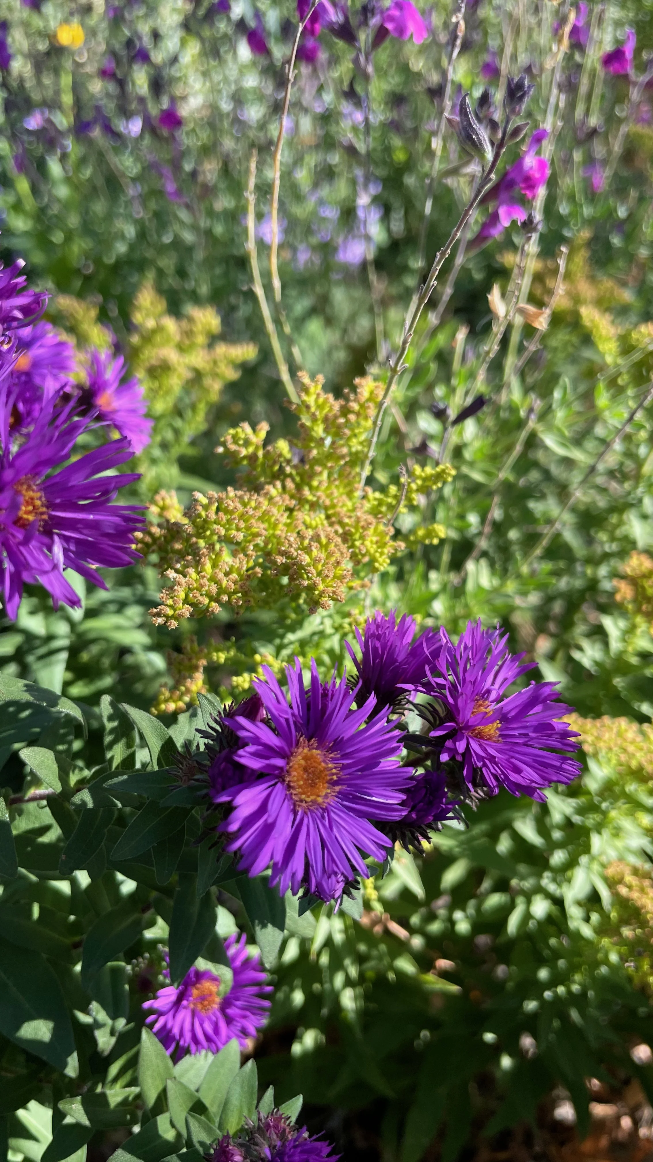 Solidago multiradiata1.jpeg