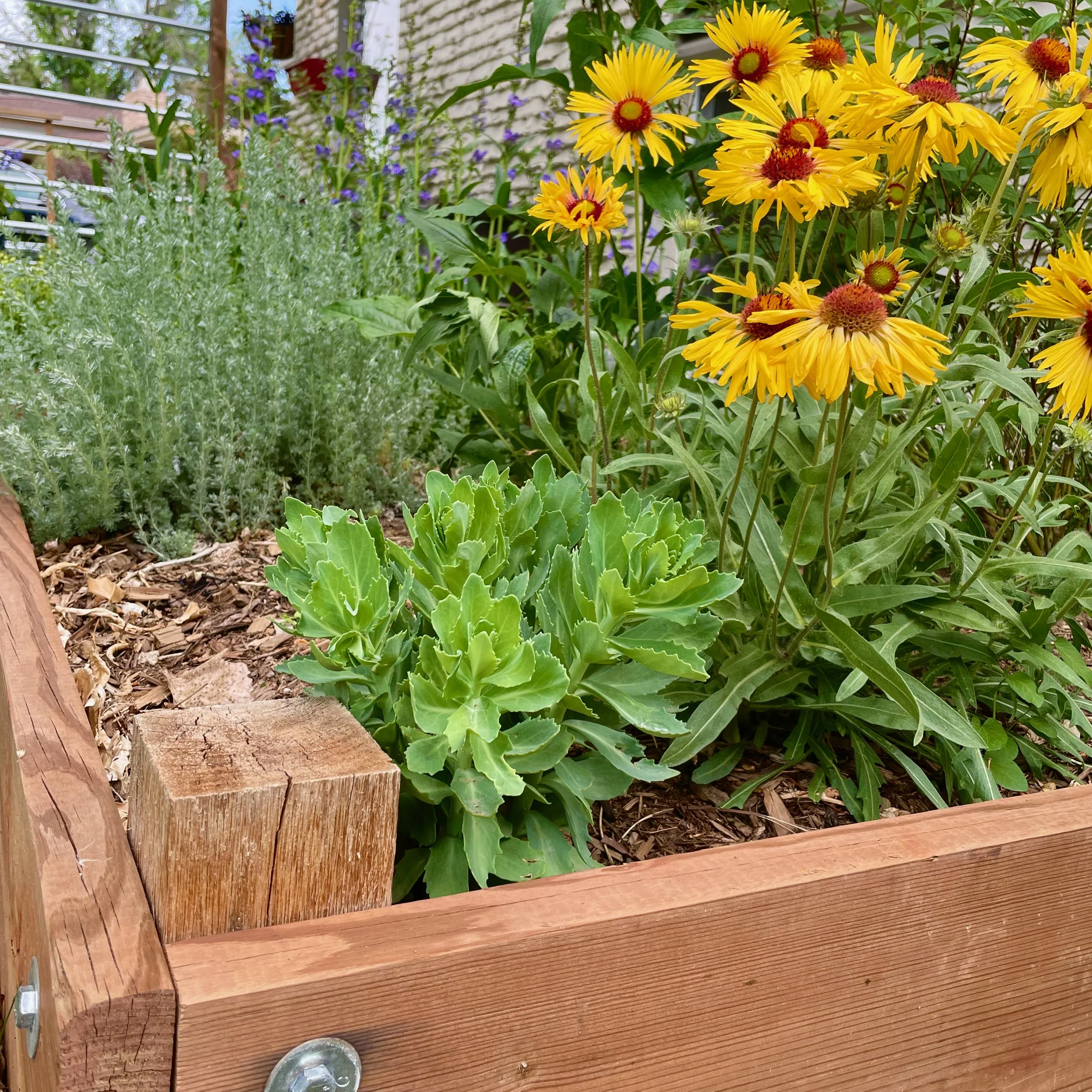 How to Build a DIY Raised Garden Bed: Step by Step Guide for Beginners