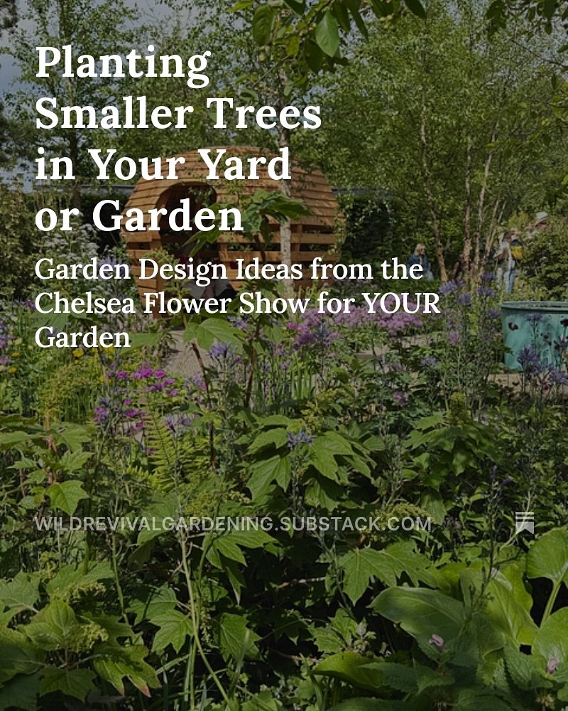 Today on my Substack: tips and ideas for using smaller trees in your garden or yard &mdash; all drawn from the Chelsea Flower Show last month. And @impatientgardener was right &mdash; the Beech Balls in @jothompsongarden &lsquo;s show garden are AMAZ