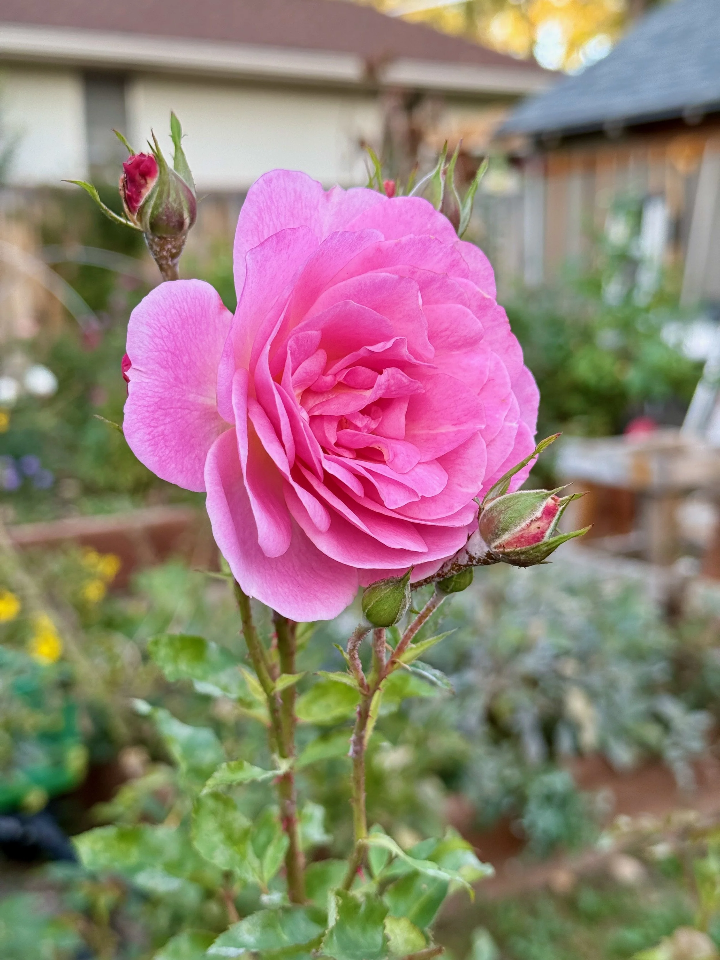 Rose | Unknown