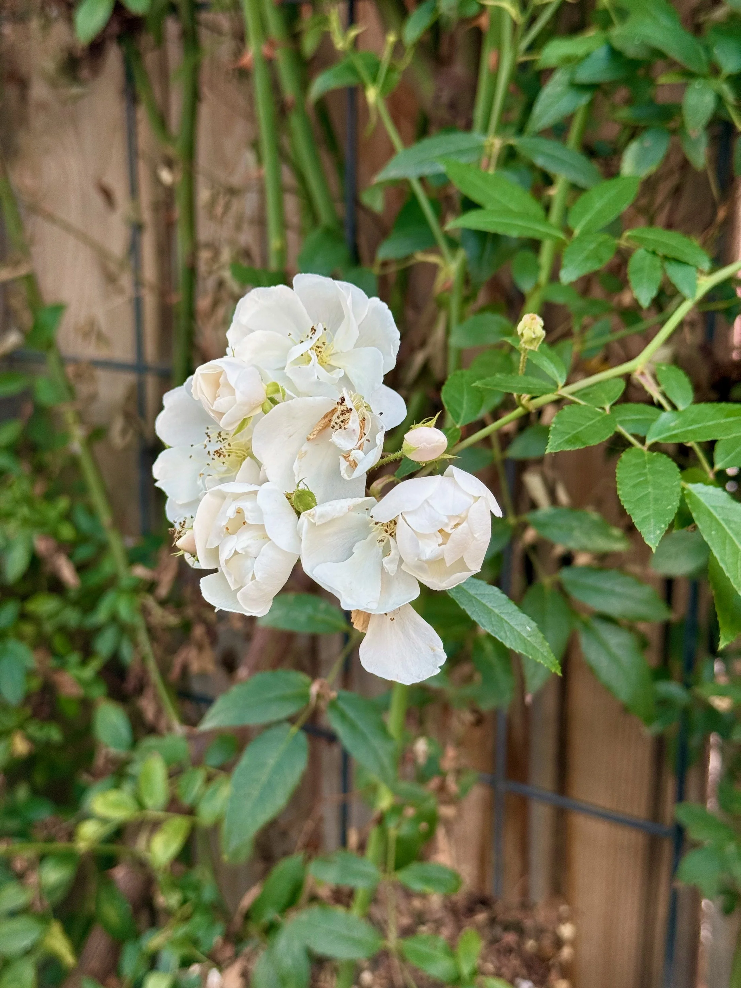 Rose | Darlow's Enigma