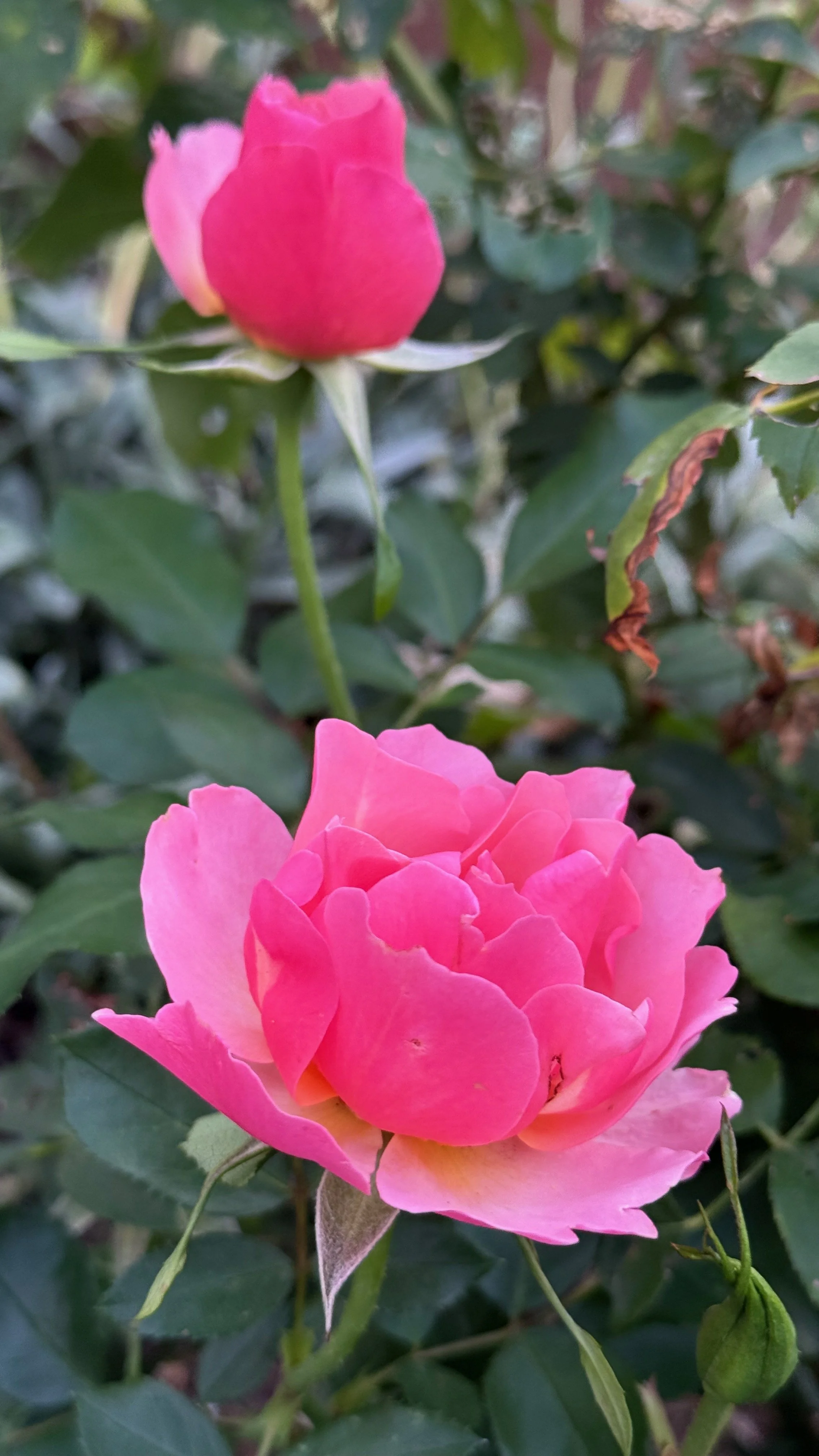 Rose | Tequila Supreme