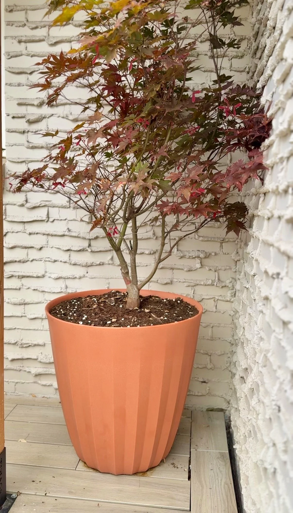 container gardening pots 34.jpeg