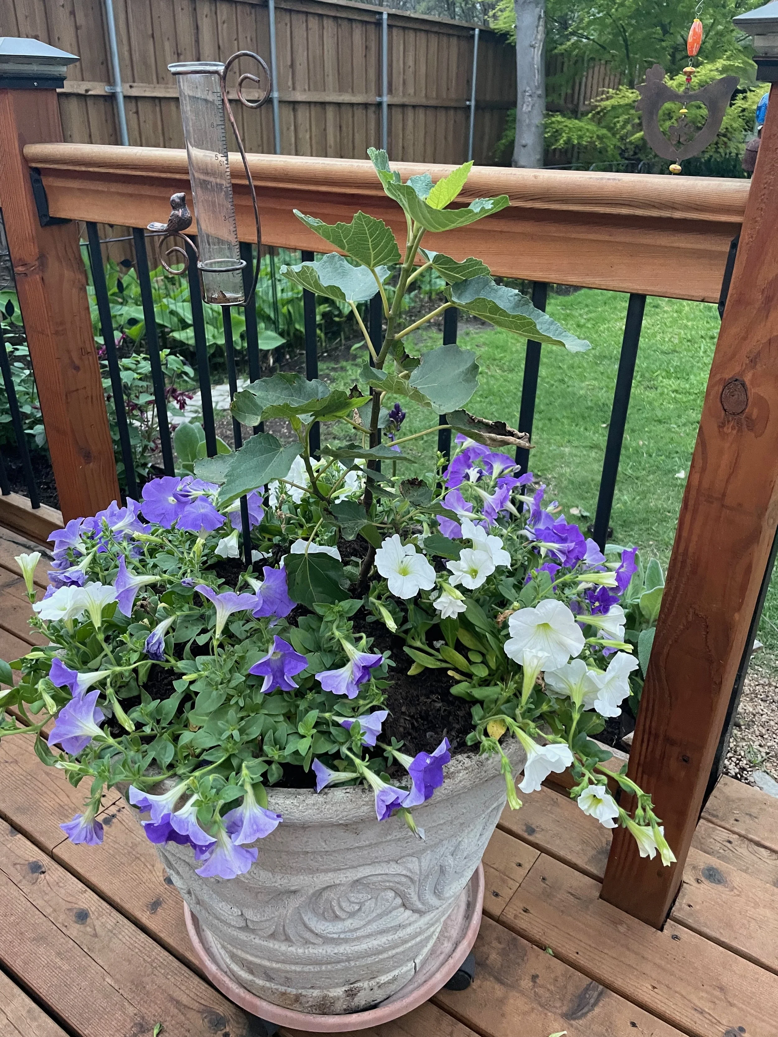 container gardening pots 8.jpeg