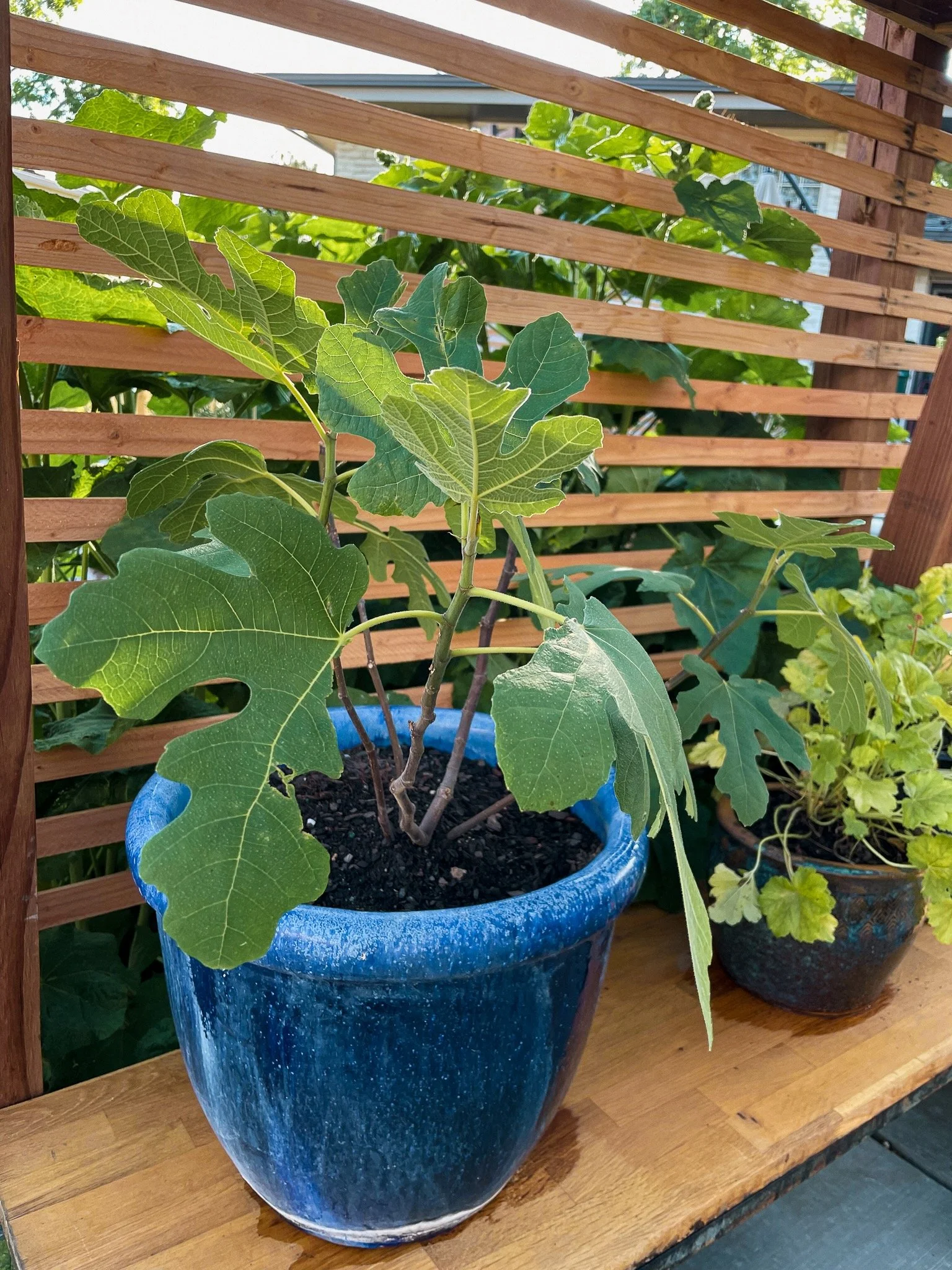 container gardening pots 13.jpeg