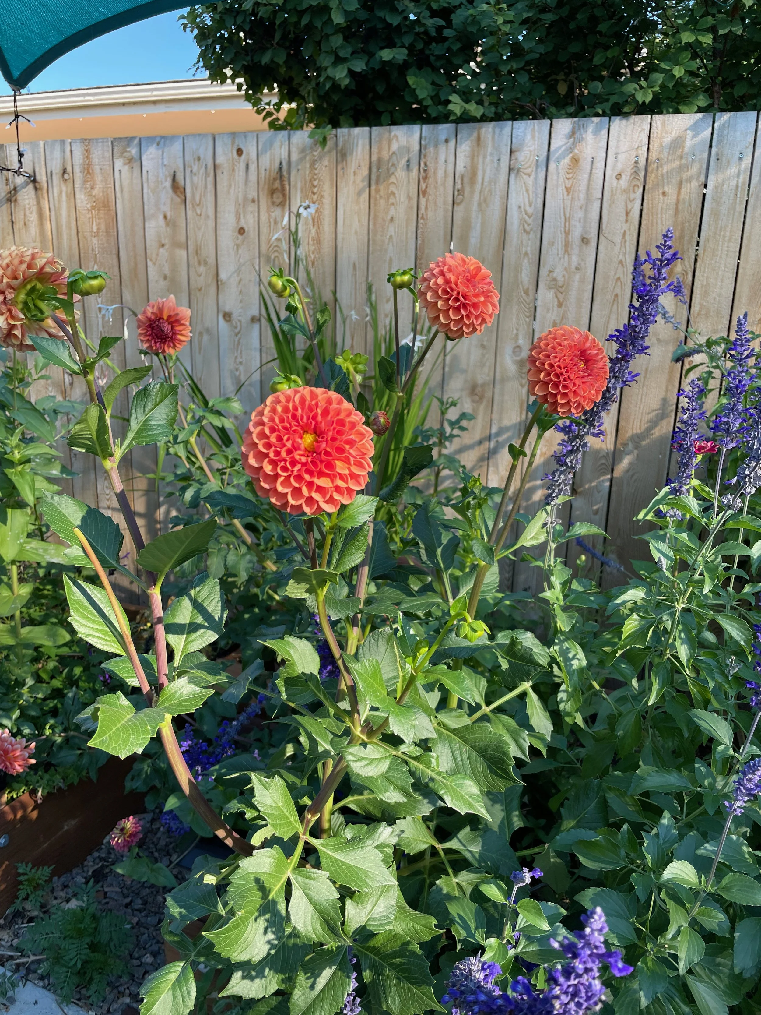 dahlia - broll - 1.jpeg