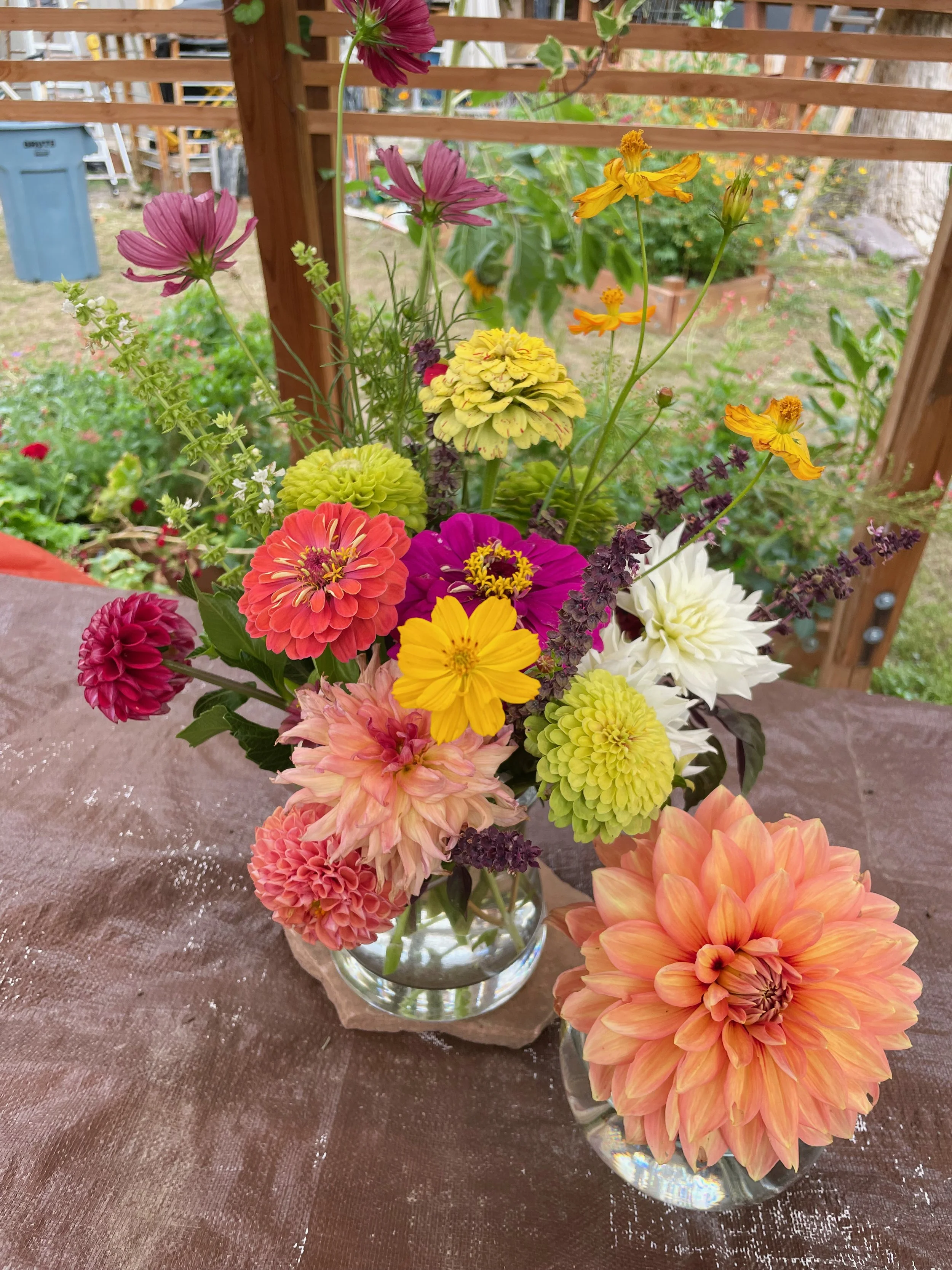 dahlia - broll - 2.jpeg