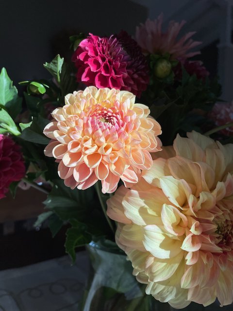 Dahlias 2024 - 2.jpeg