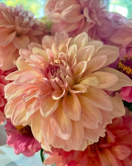 Dahlias 2024 - 4.jpeg