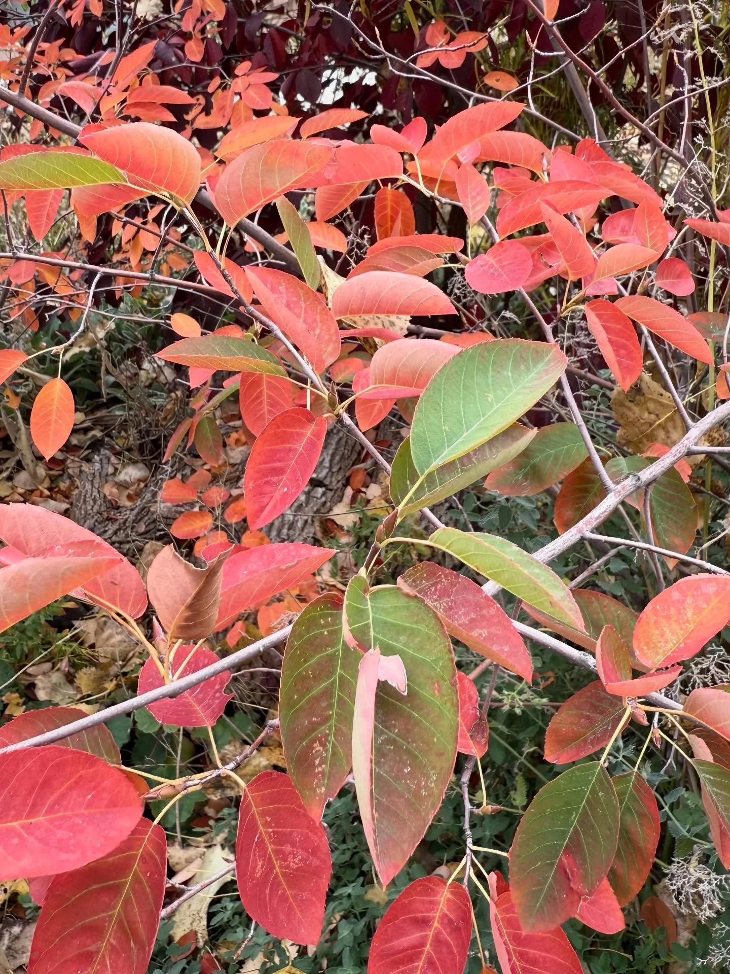 Fall is falling. And the Amelanchier leaves are prettier than any jewels in the Louvre right now. What&rsquo;s giving you the cozy feels right now? Any self-care tips? I need some! 

#gardening #amelanchier #serviceberry #autumnvibes🍁