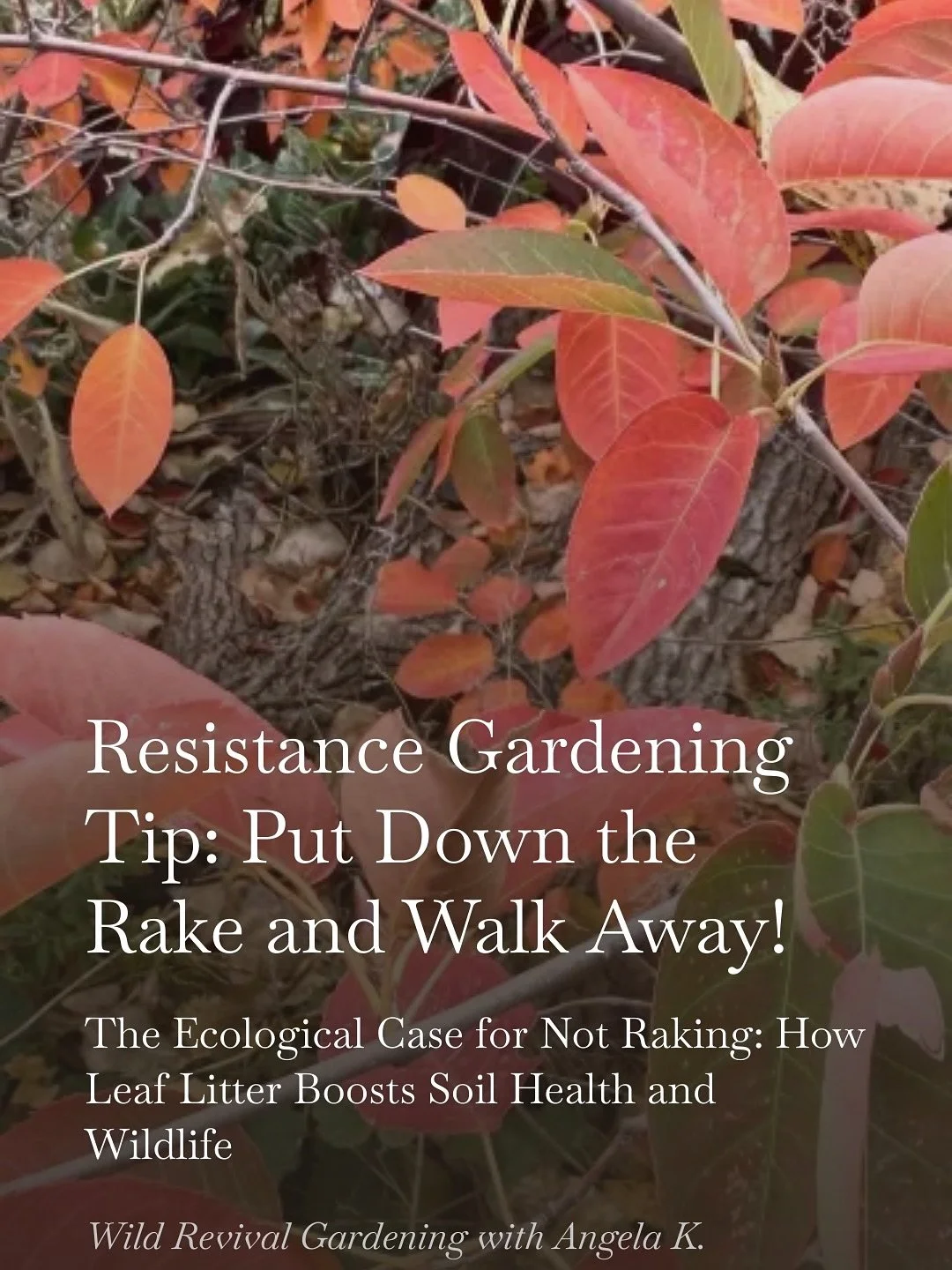 Today on Substack: Leave the Leaves! Why this &ldquo;lazy&rdquo; gardening practice is the best way to go &mdash; for the environment and for your back! Link in my profile, my stories, or comment below, and I will send it to you! 

Follow me @wildrev