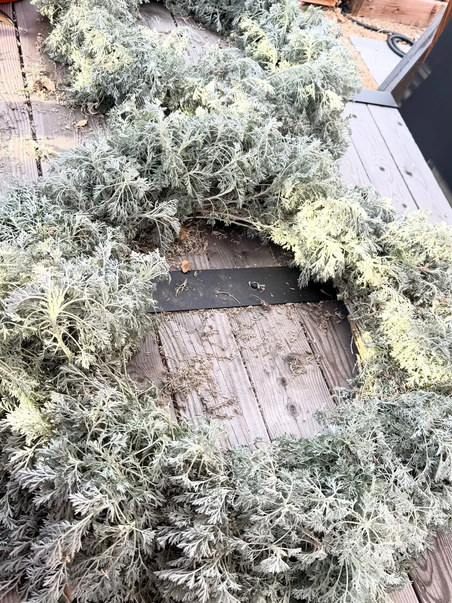 Lots of wreath-making happening at my house. The last one went together today. I have been using Artemesia &lsquo;Powis Castle&rsquo; which has frothy, silvery-green foliage and fills out a wreath form beautifully! It gets leggy by the end of the sea