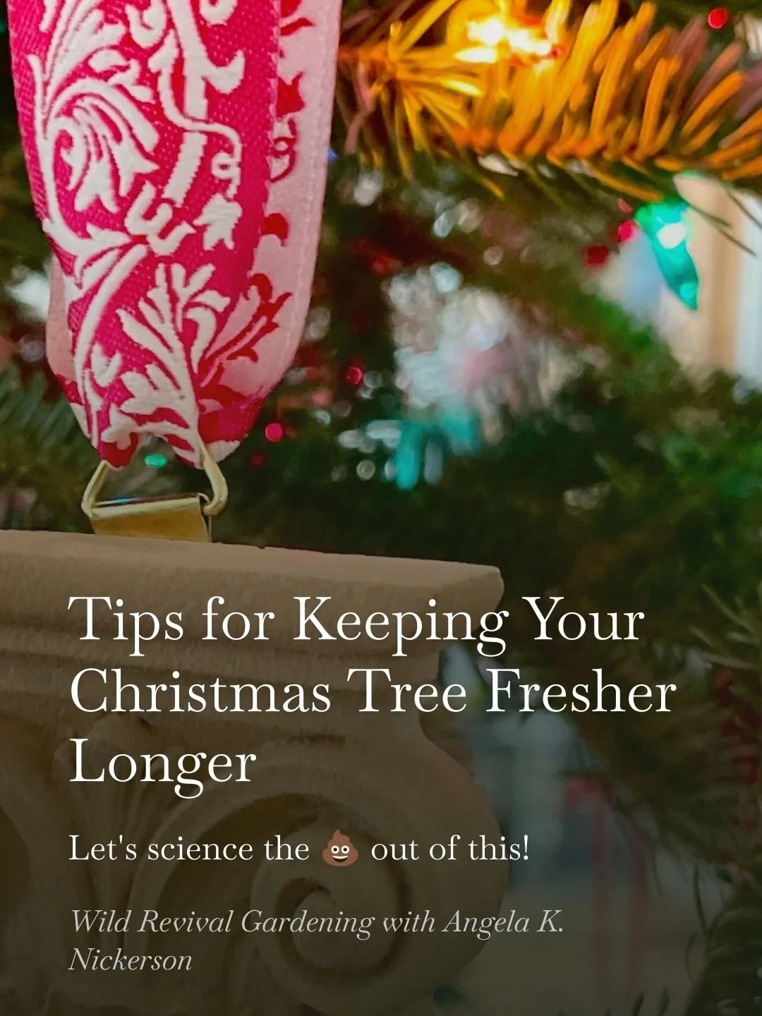 Today&rsquo;s Substack is all about the science of keeping your Christmas tree fresh and happy! Drop an emoji in the comments, and I will send you the link to:
❤️🎄 12 Science-based Tips for Keeping Your Christmas Tree Fresh Longer 🎄❤️ 

🎄❤️🎄❤️🎄❤