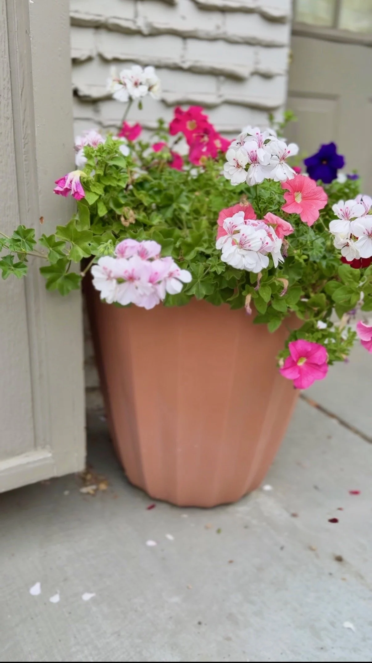 Geraniums and Petunias
